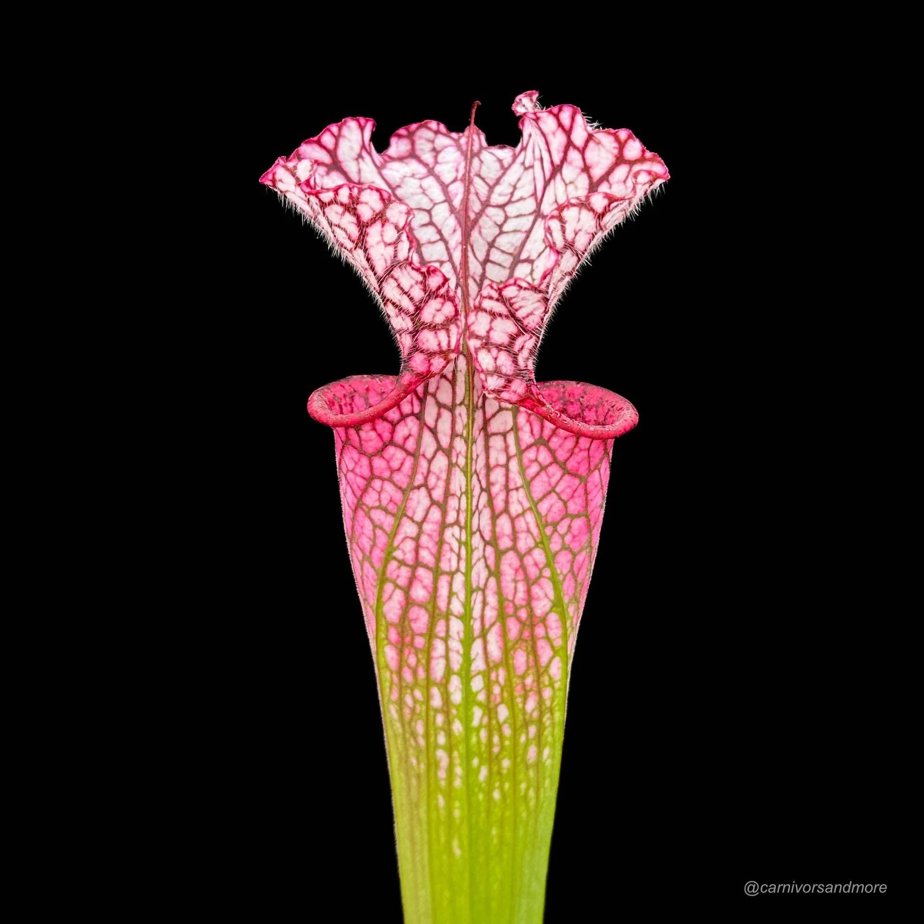 Sarracenia leucophylla „Red SL 2“ 大森食虫植物農園