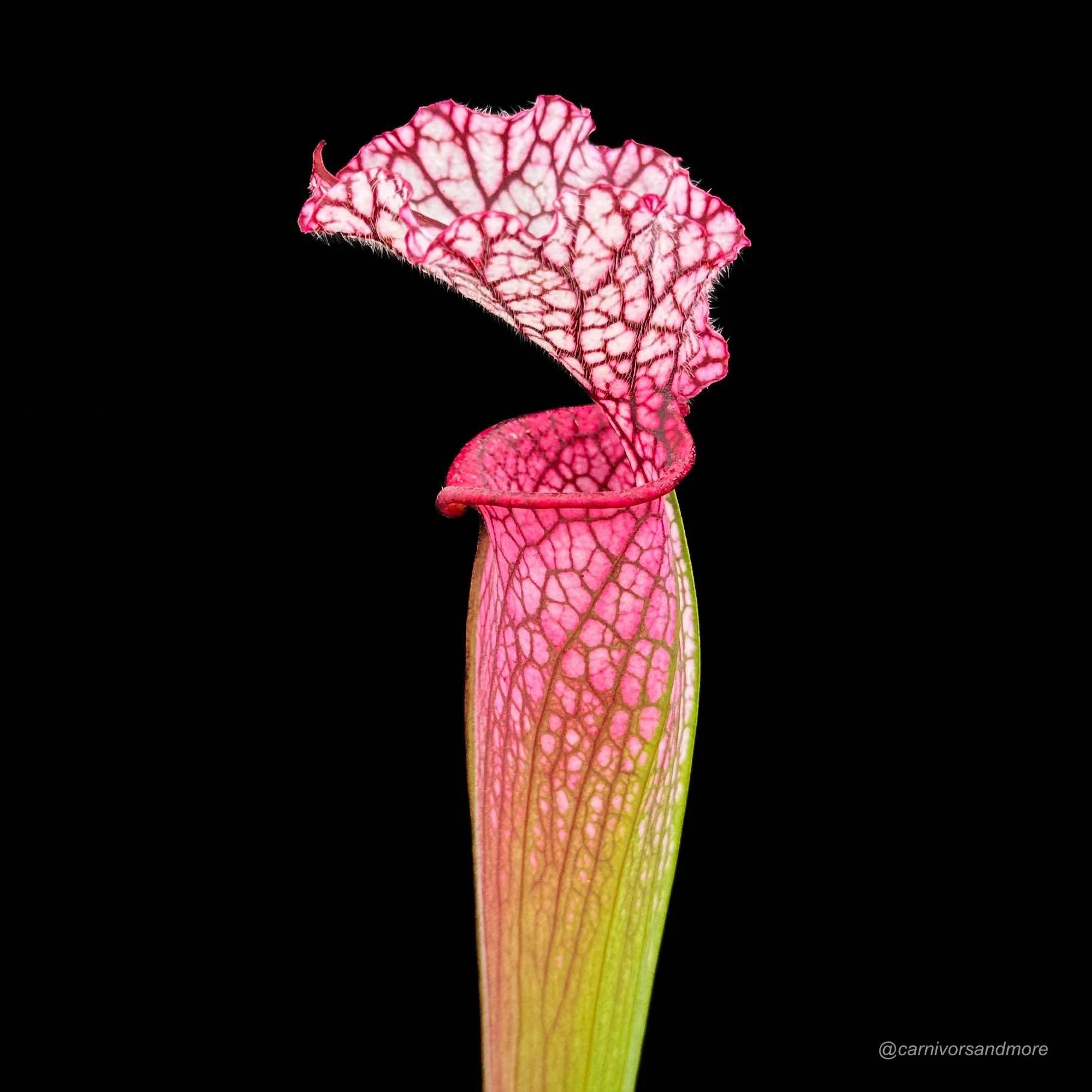 Sarracenia leucophylla „Red SL 2“ 大森食虫植物農園