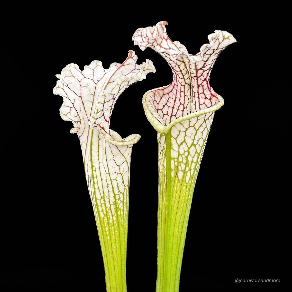 Sarracenia leucophylla “Red Veines/White Top MK L 15“ 大森食虫植物農園