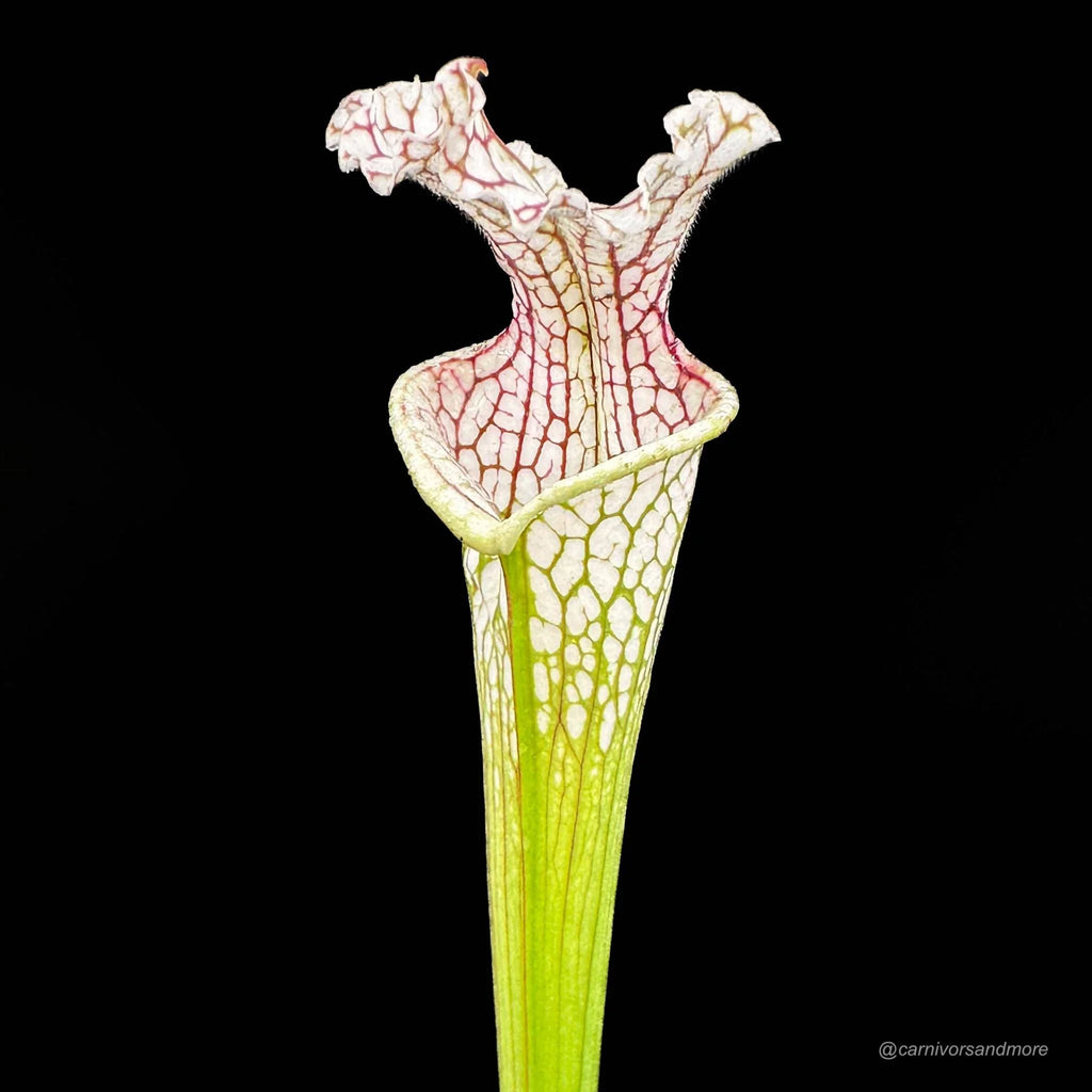 Sarracenia leucophylla “Red Veines/White Top MK L 15“ 大森食虫植物農園