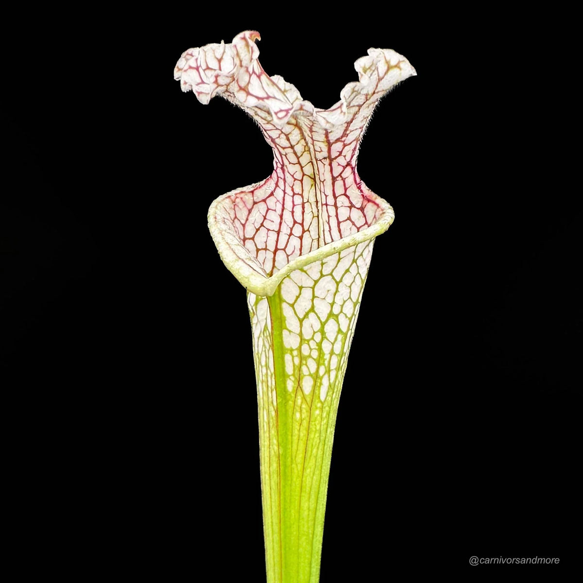 Sarracenia leucophylla “Red Veines/White Top MK L 15“ 大森食虫植物農園