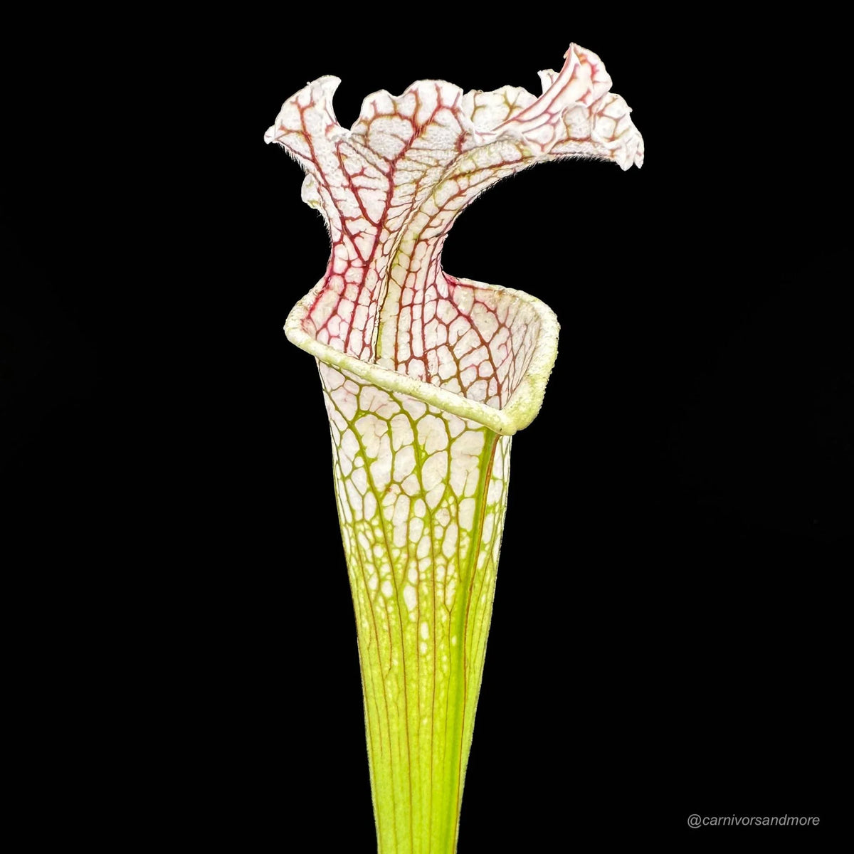 Sarracenia leucophylla “Red Veines/White Top MK L 15“ 大森食虫植物農園