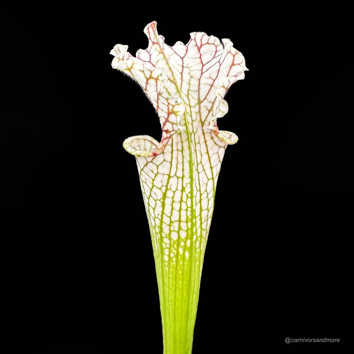 Sarracenia leucophylla “Red Veines/White Top MK L 15“ 大森食虫植物農園