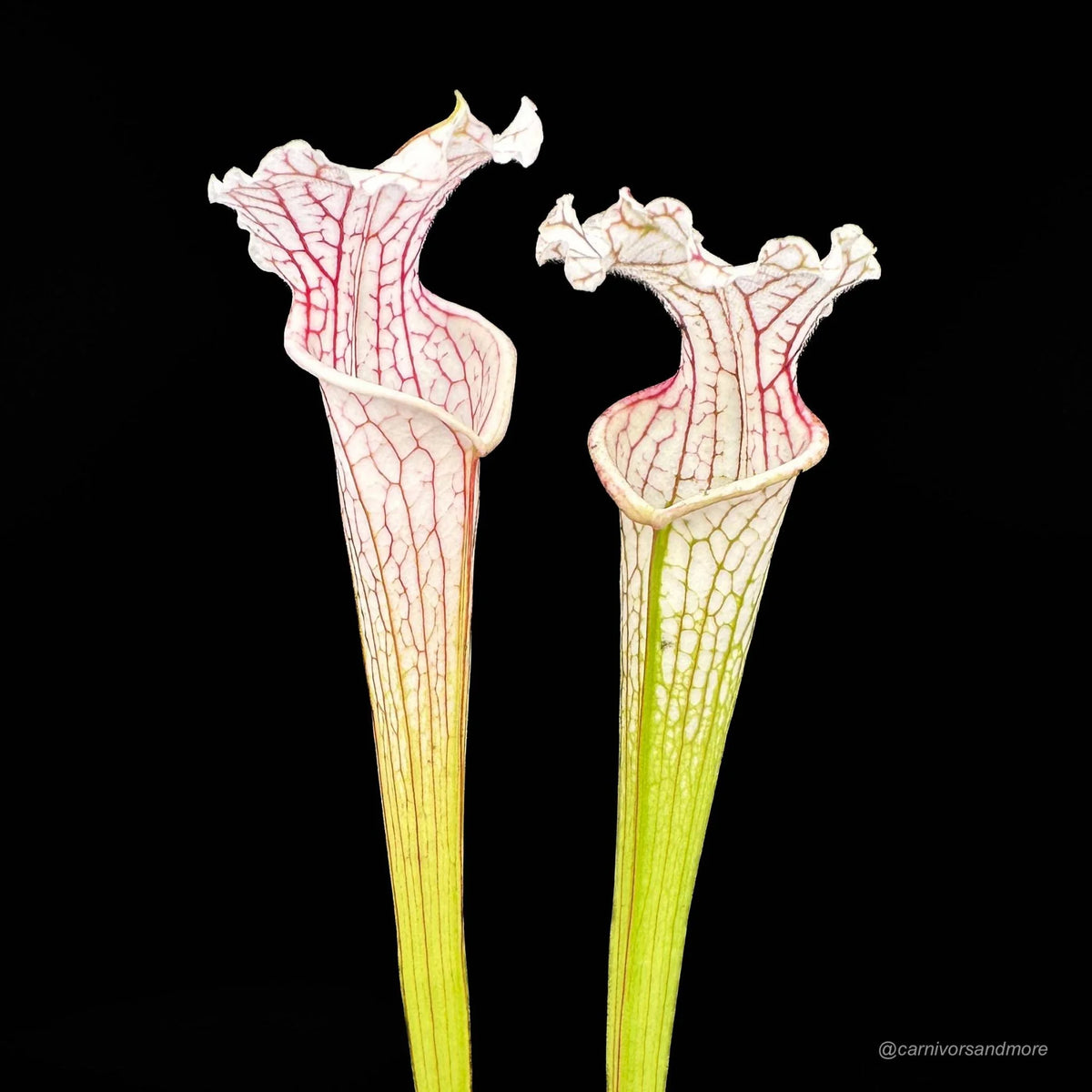 Sarracenia leucophylla “Red Veines/White Top MK L 15“ 大森食虫植物農園
