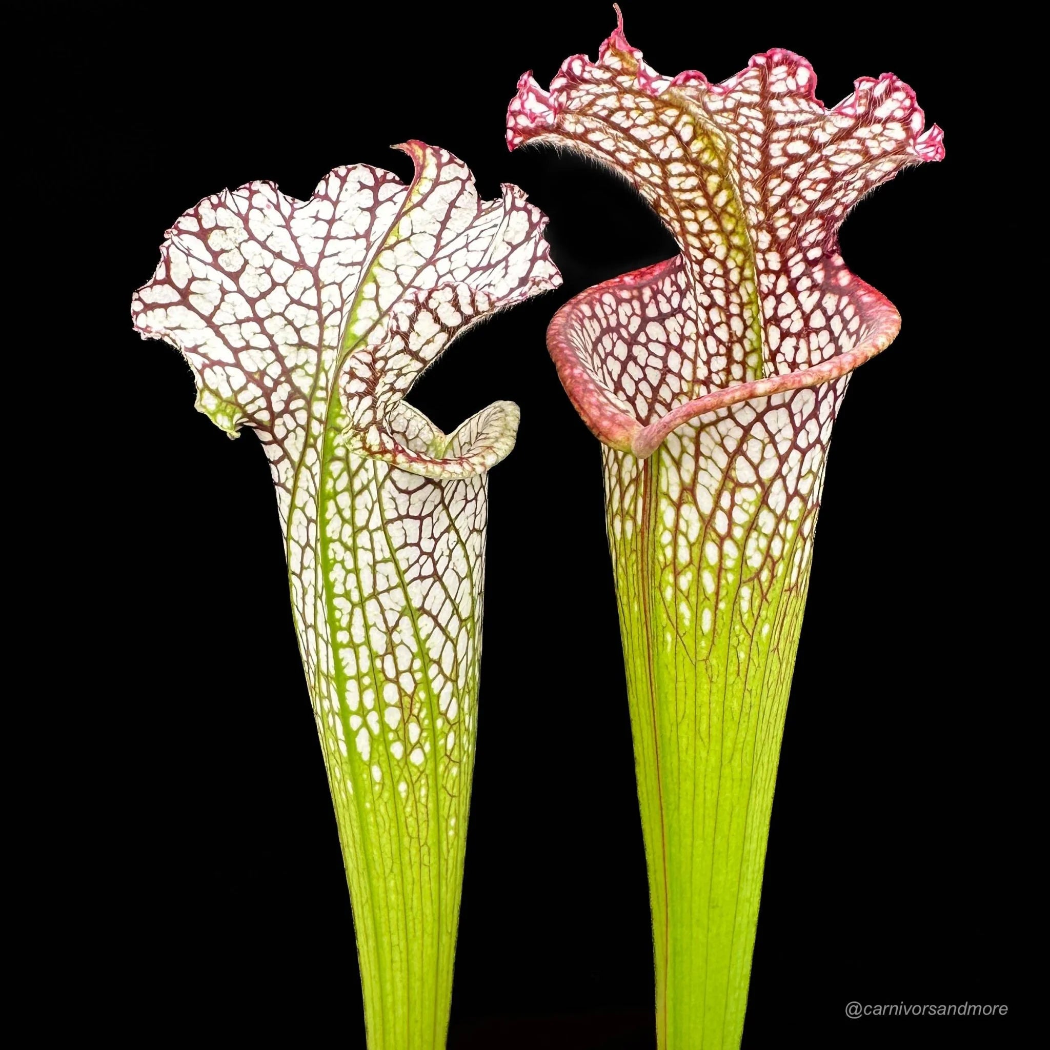 Sarracenia leucophylla „Red/White“ A1, own selection 大森食虫植物農園