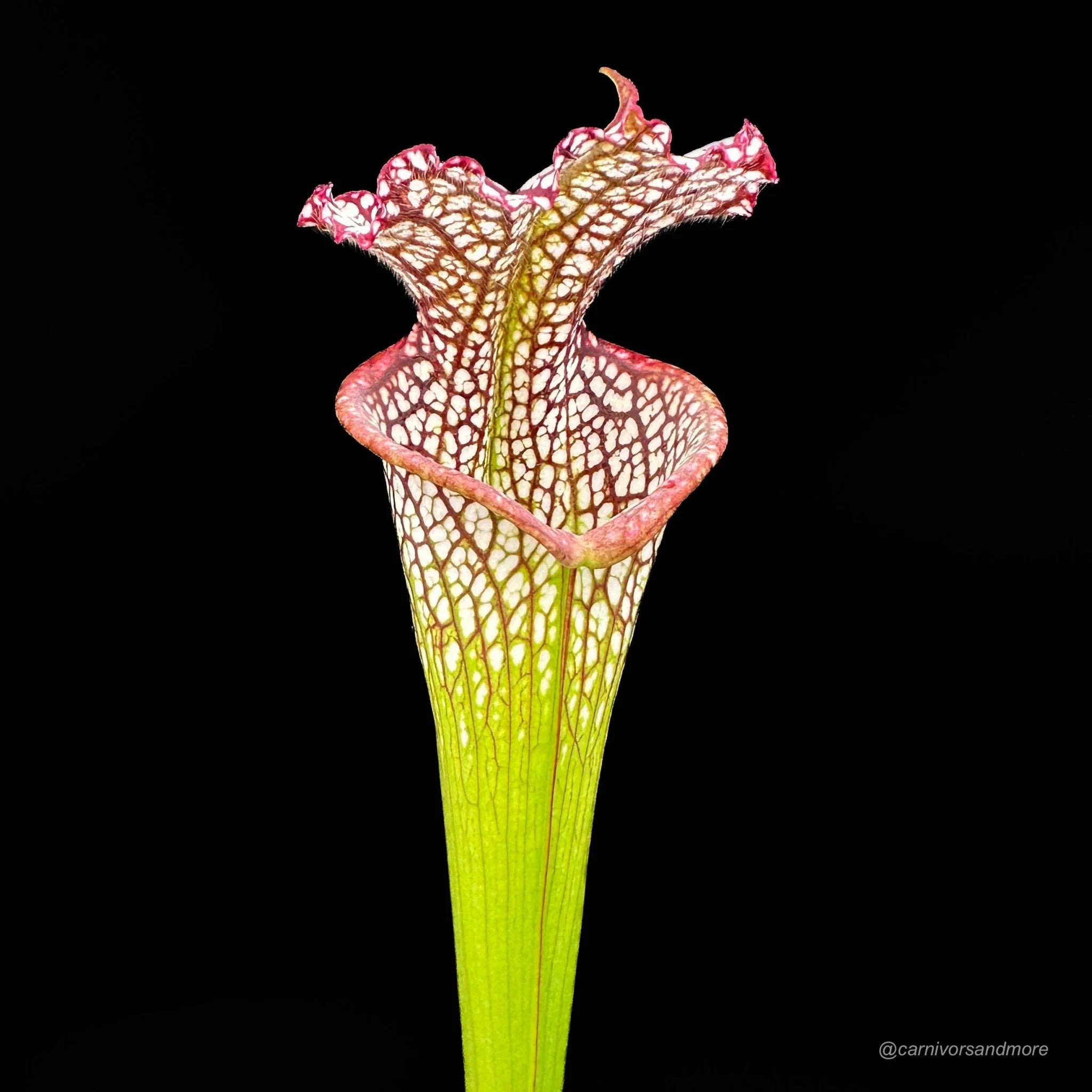 Sarracenia leucophylla „Red/White“ A1, own selection 大森食虫植物農園