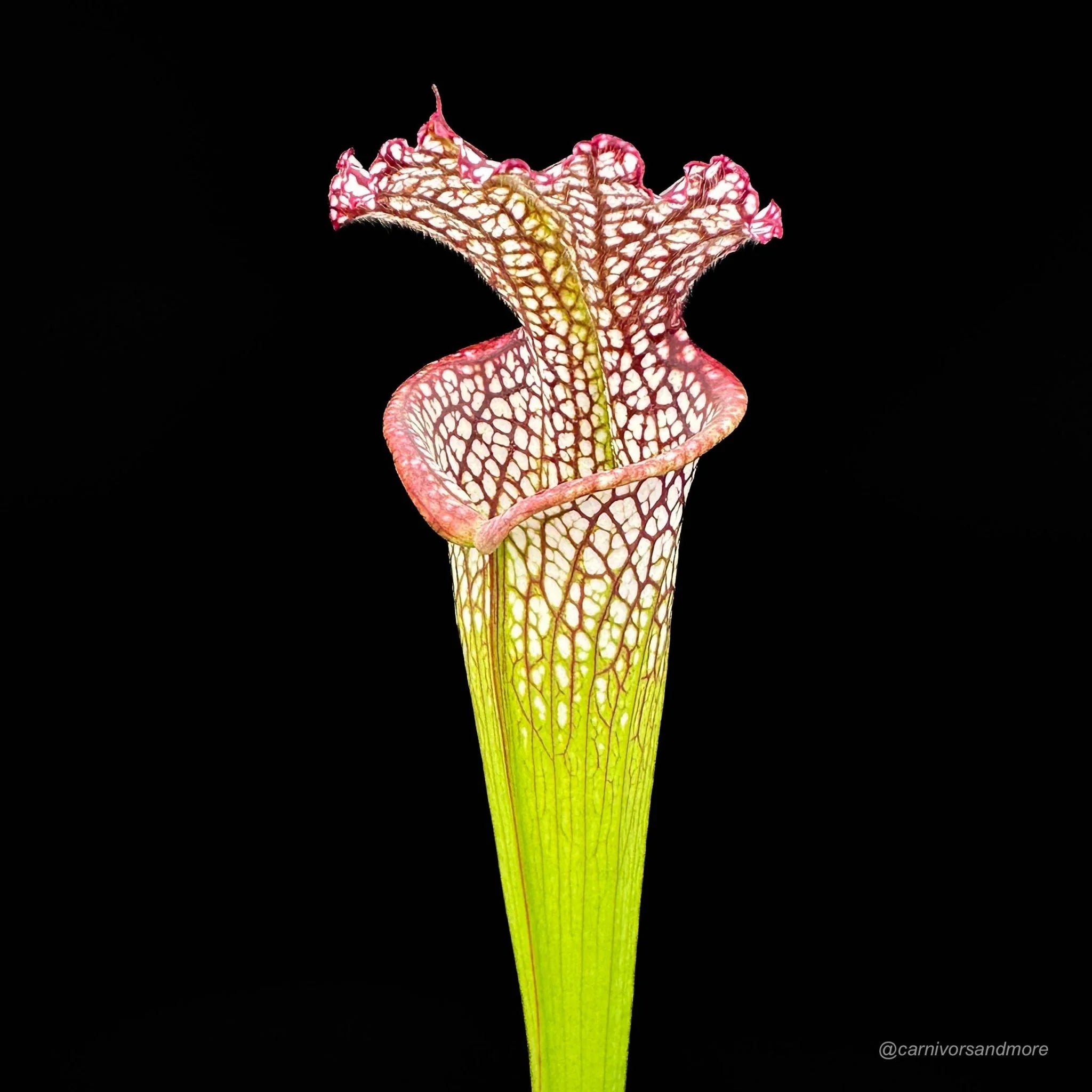 Sarracenia leucophylla „Red/White“ A1, own selection 大森食虫植物農園