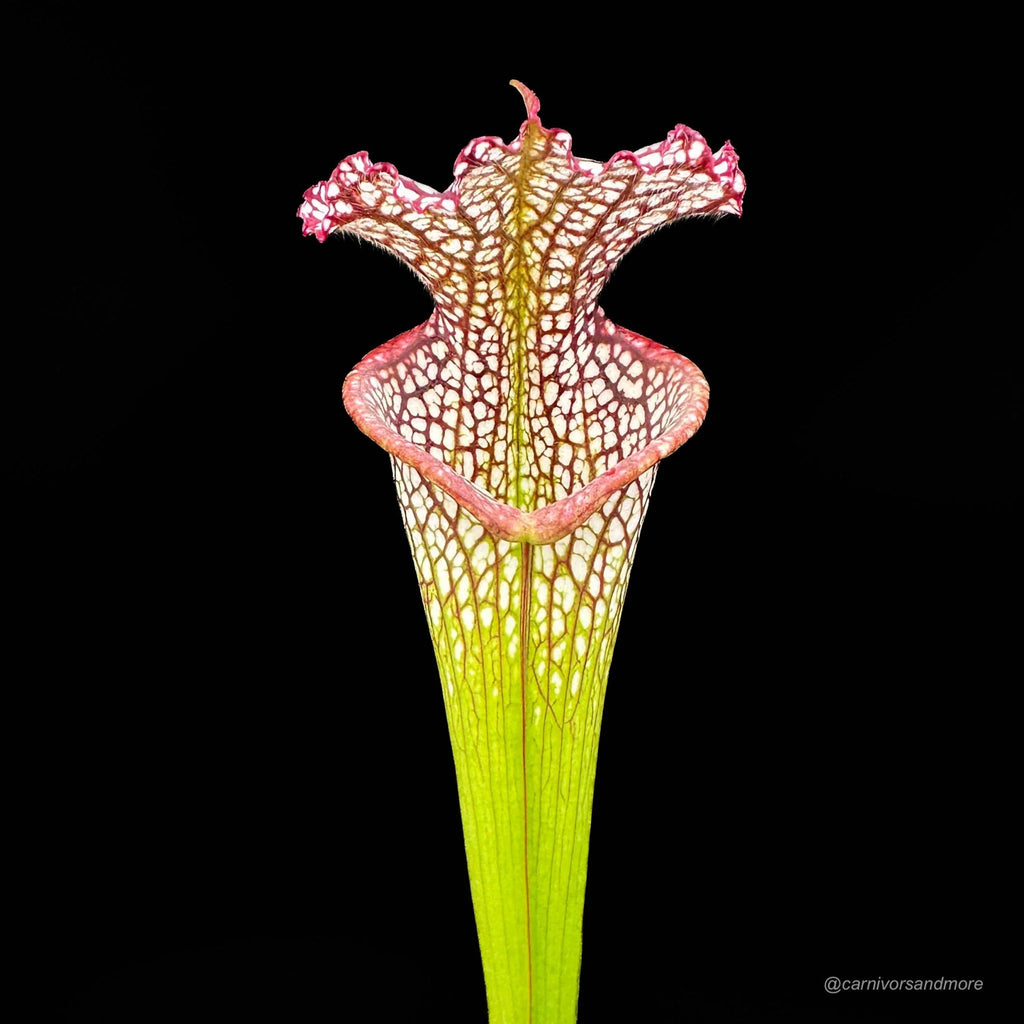 Sarracenia leucophylla „Red/White“ A1, own selection 大森食虫植物農園