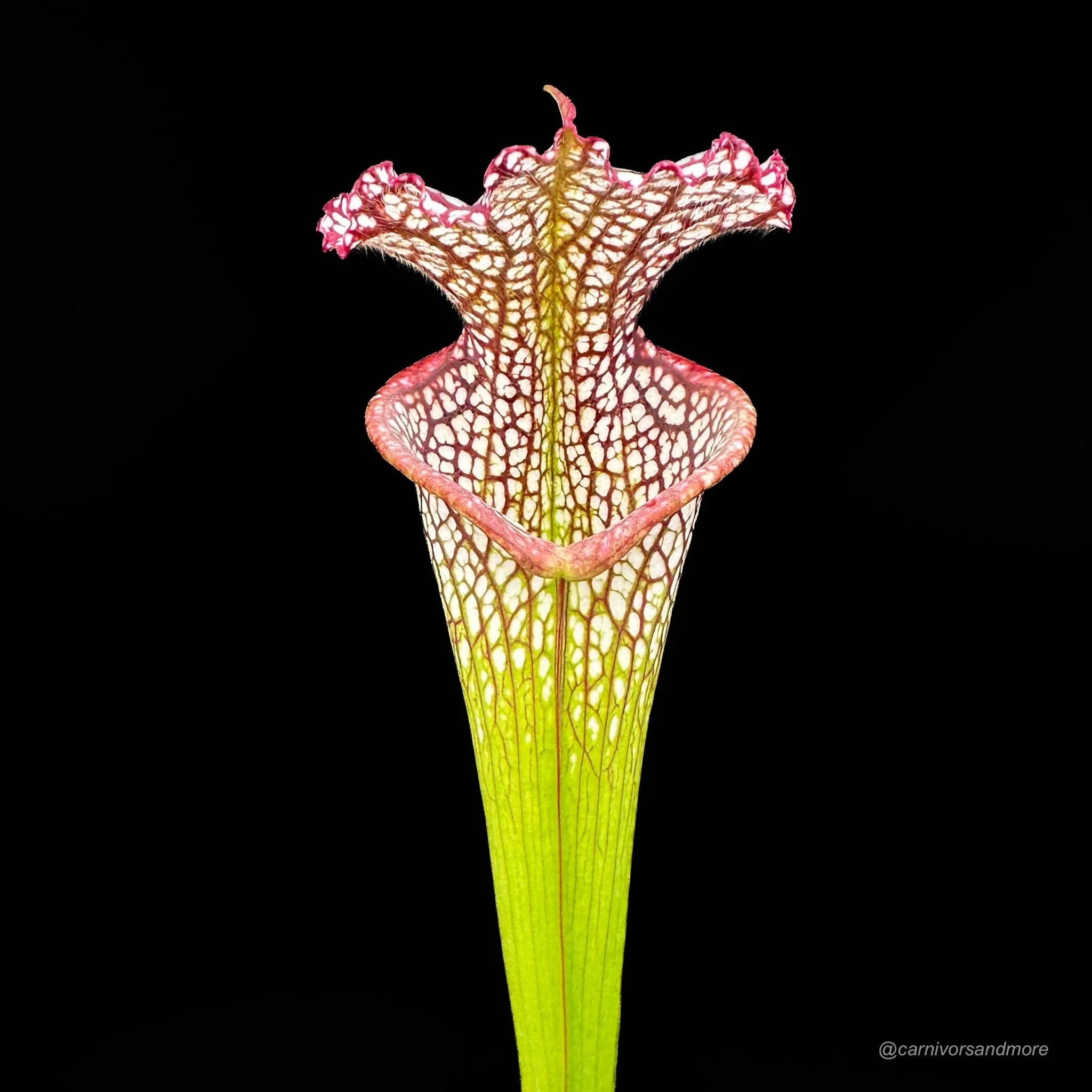 Sarracenia leucophylla „Red/White“ A1, own selection 大森食虫植物農園
