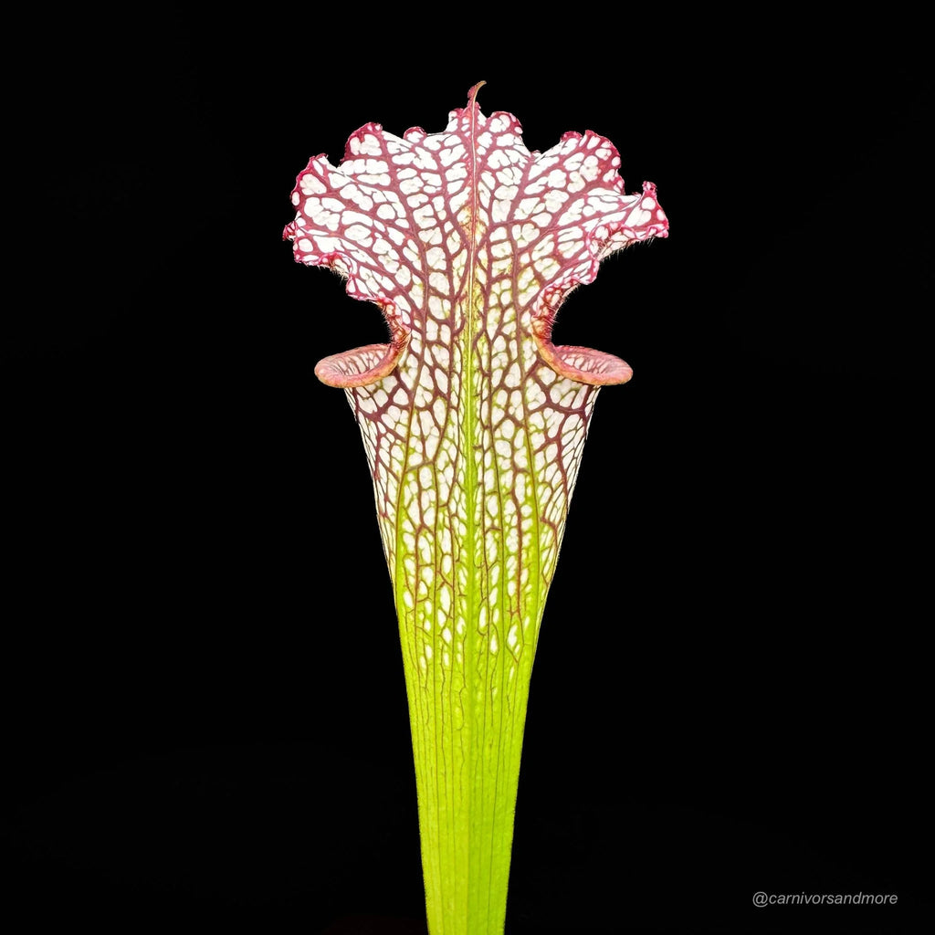 Sarracenia leucophylla „Red/White“ A1, own selection 大森食虫植物農園