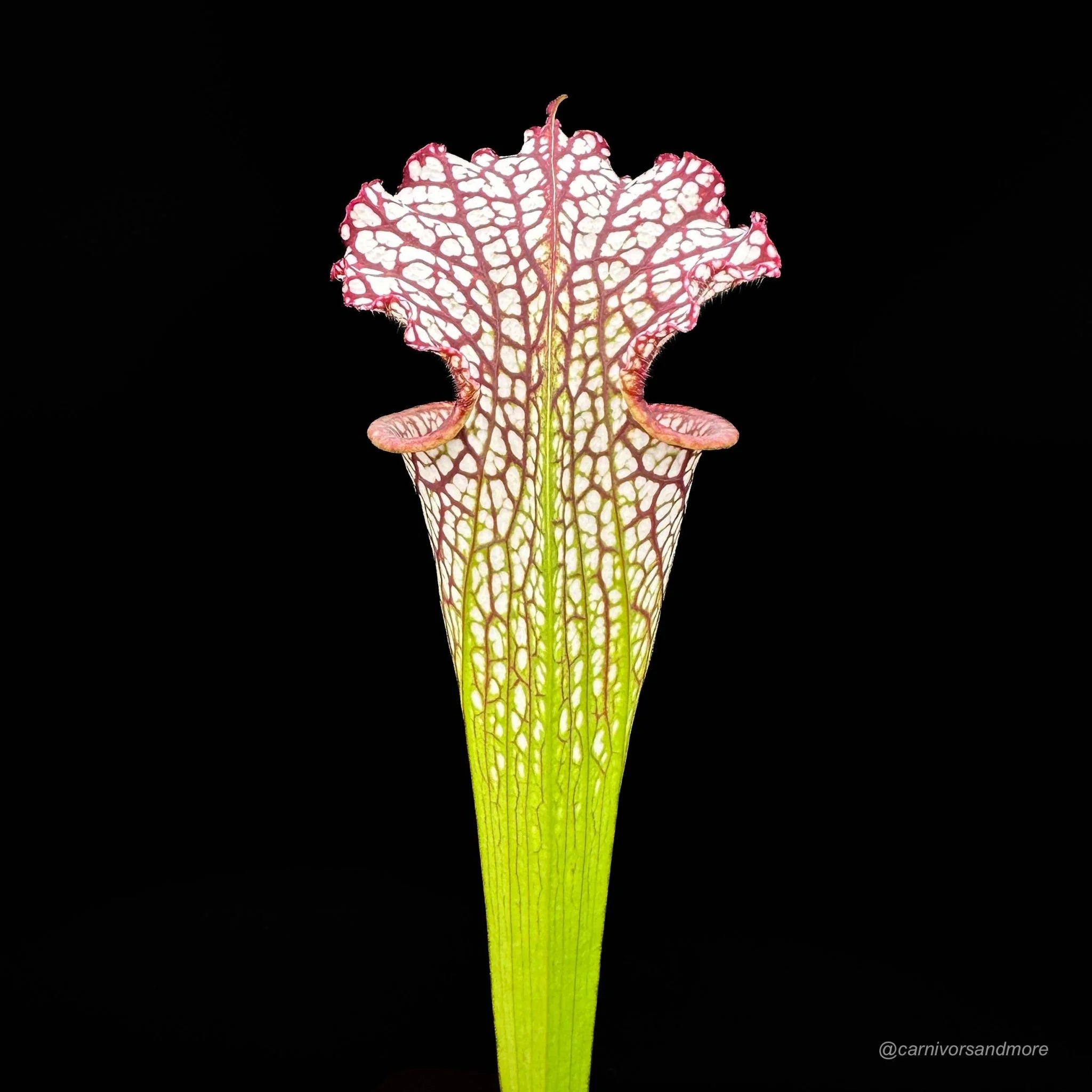 Sarracenia leucophylla „Red/White“ A1, own selection 大森食虫植物農園
