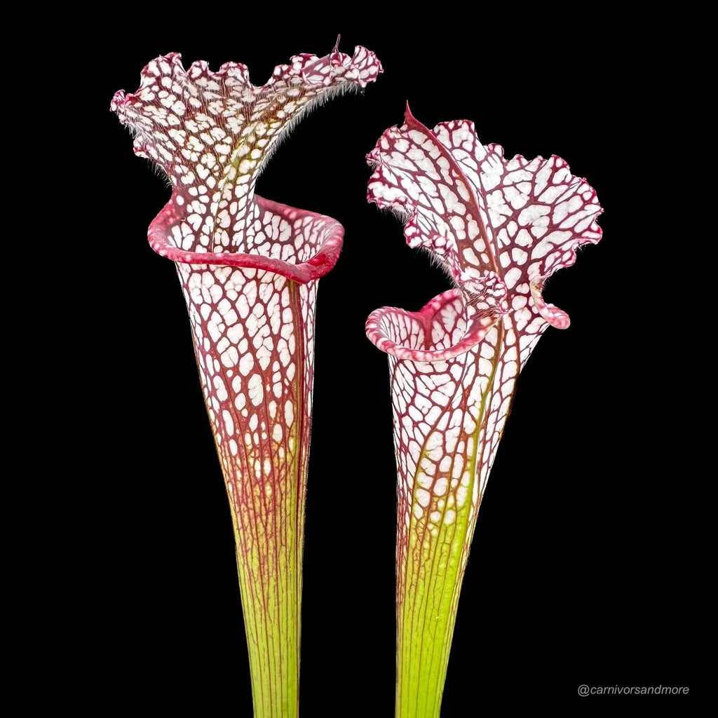 Sarracenia leucophylla „Red/White“, ex Potterton & Martin 大森食虫植物農園