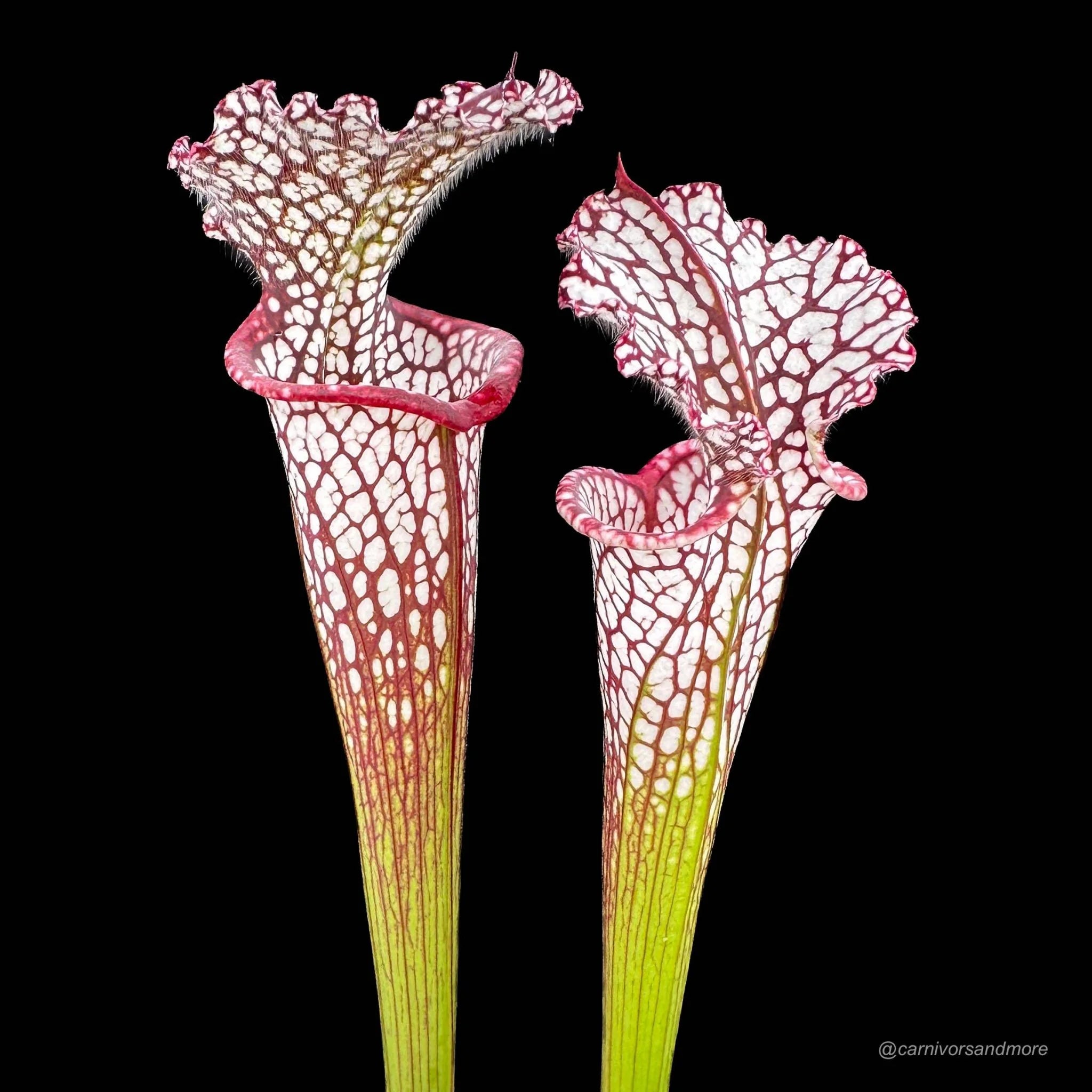 Sarracenia leucophylla „Red/White“, ex Potterton & Martin 大森食虫植物農園