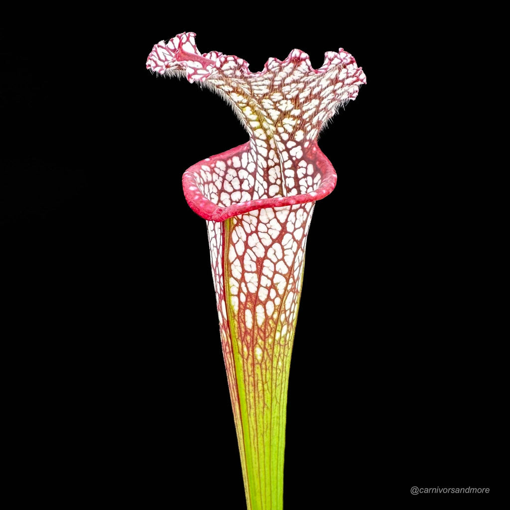 Sarracenia leucophylla „Red/White“, ex Potterton & Martin 大森食虫植物農園