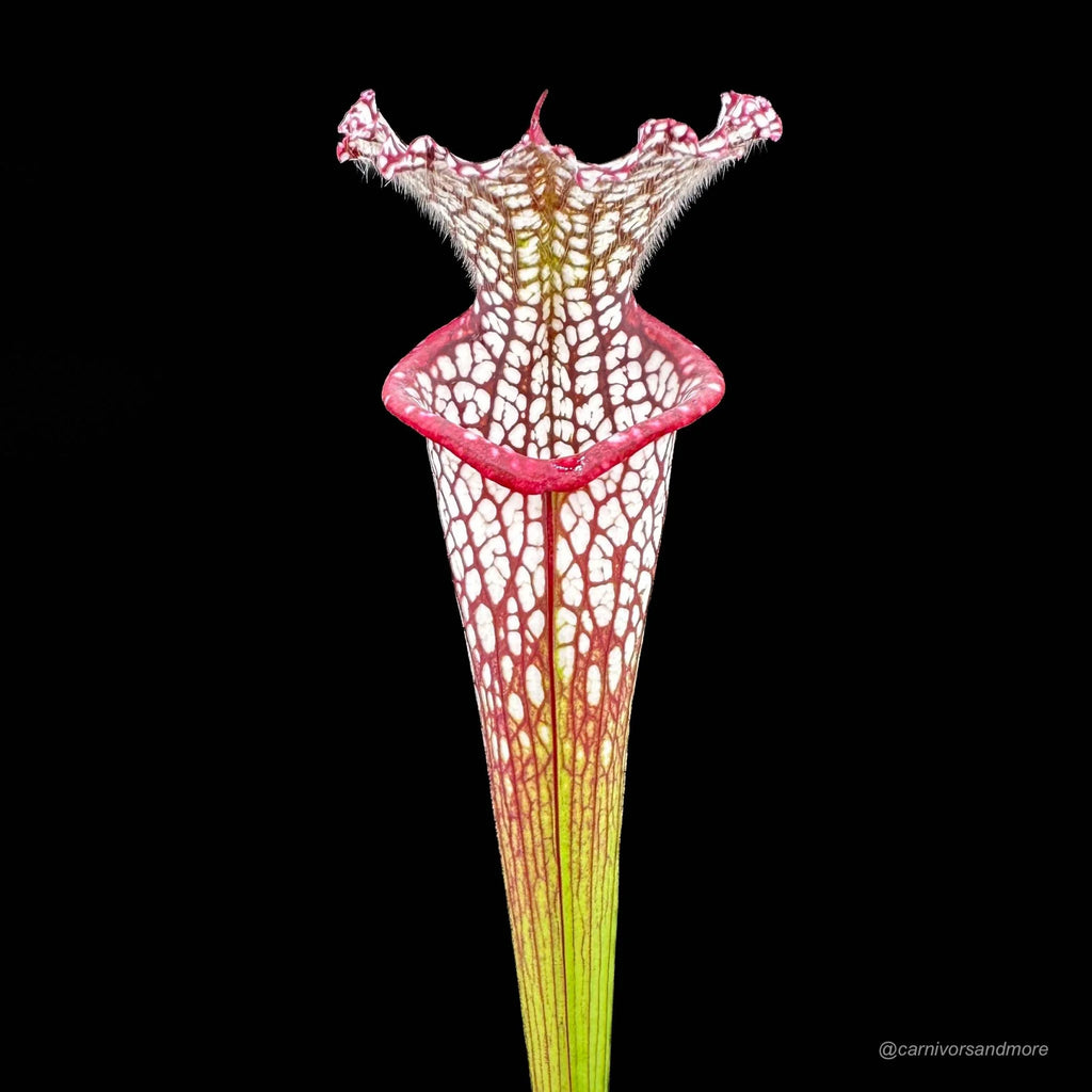 Sarracenia leucophylla „Red/White“, ex Potterton & Martin 大森食虫植物農園