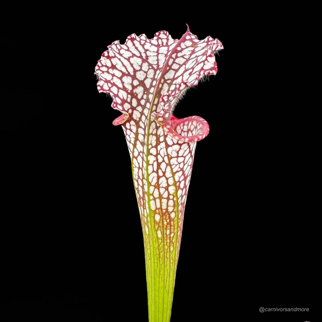 Sarracenia leucophylla „Red/White“, ex Potterton & Martin 大森食虫植物農園