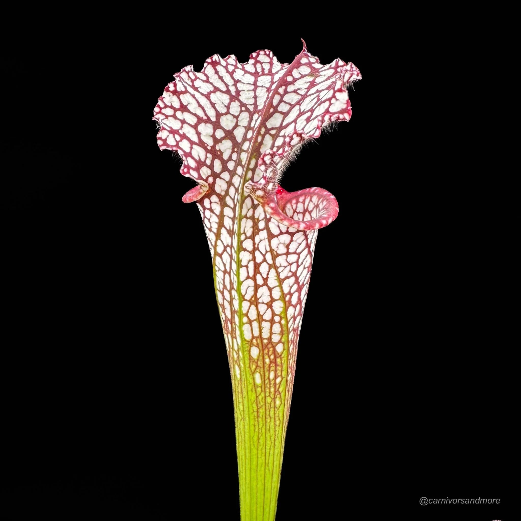 Sarracenia leucophylla „Red/White“, ex Potterton & Martin 大森食虫植物農園