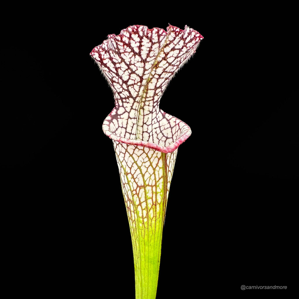 Sarracenia leucophylla „Red“, MK L 29 大森食虫植物農園