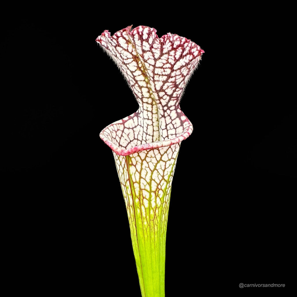 Sarracenia leucophylla „Red“, MK L 29 大森食虫植物農園