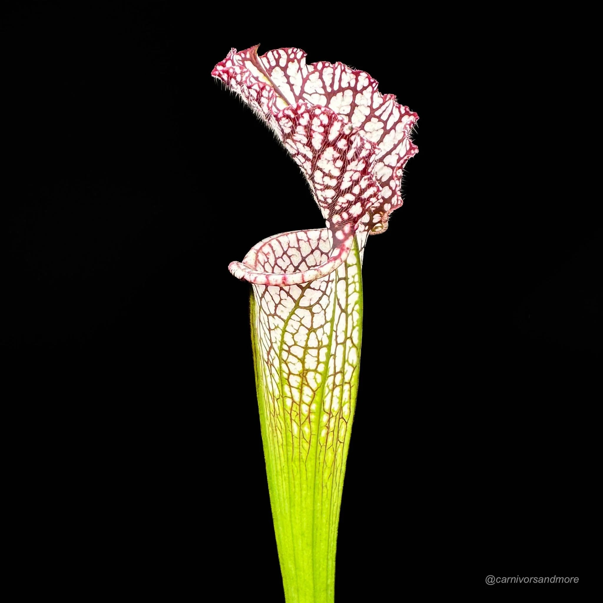 Sarracenia leucophylla „Red“, MK L 29 大森食虫植物農園