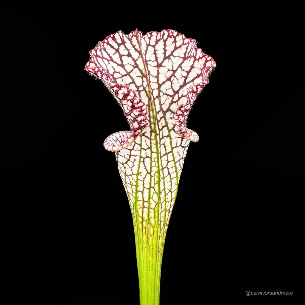 Sarracenia leucophylla „Red“, MK L 29 大森食虫植物農園