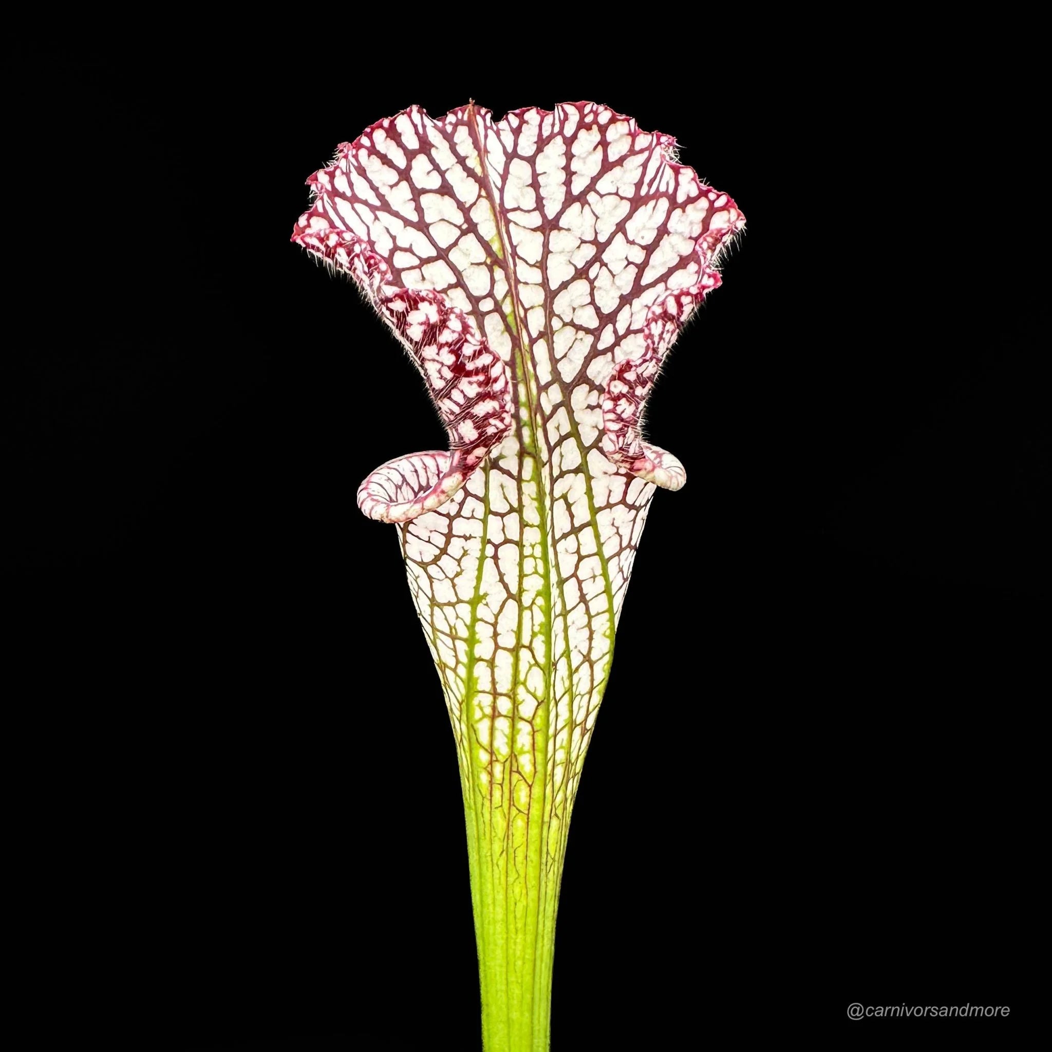 Sarracenia leucophylla „Red“, MK L 29 大森食虫植物農園