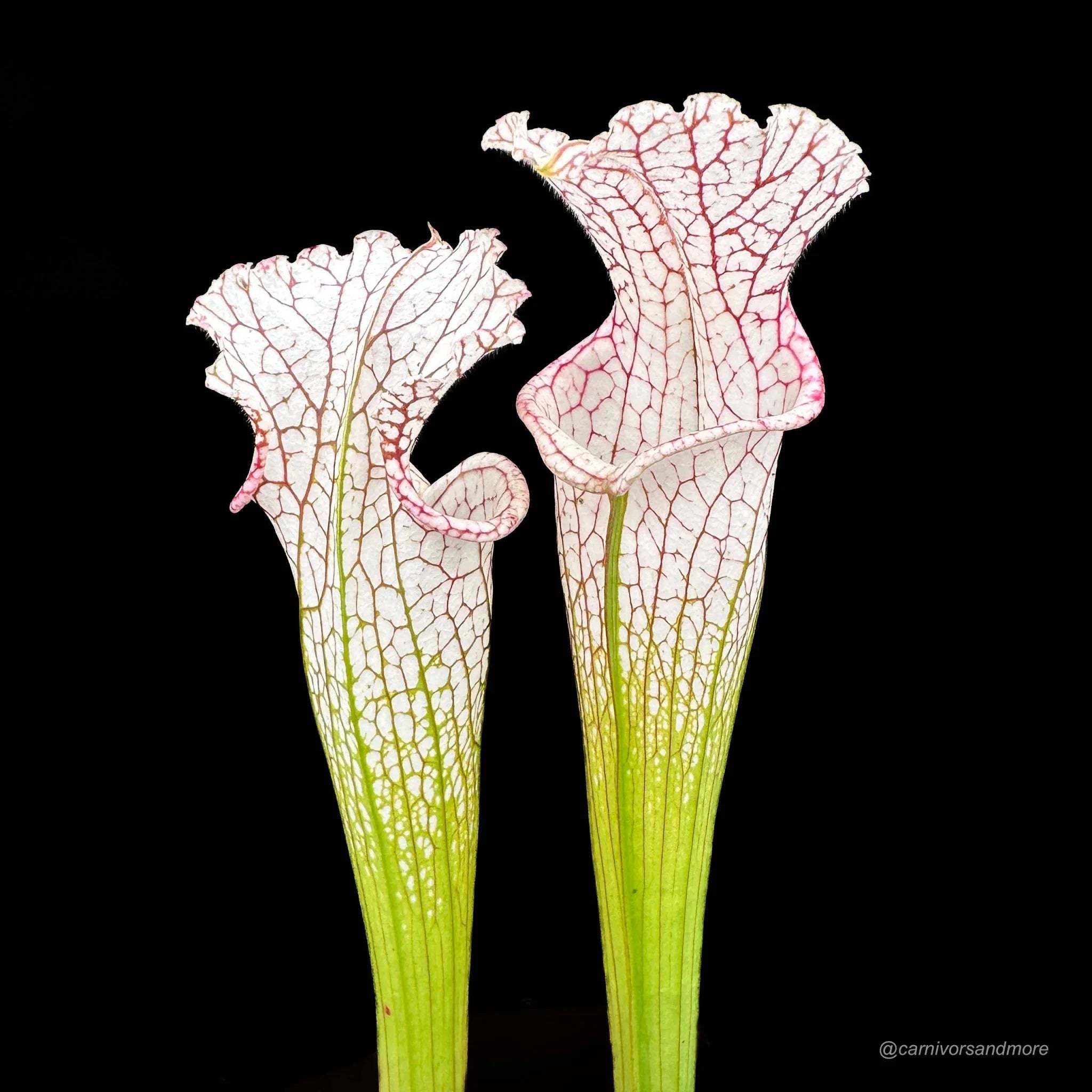Sarracenia leucophylla „Red and White, introgressed with alata ?“, Citronelle, Al, MK L 39a 大森食虫植物農園