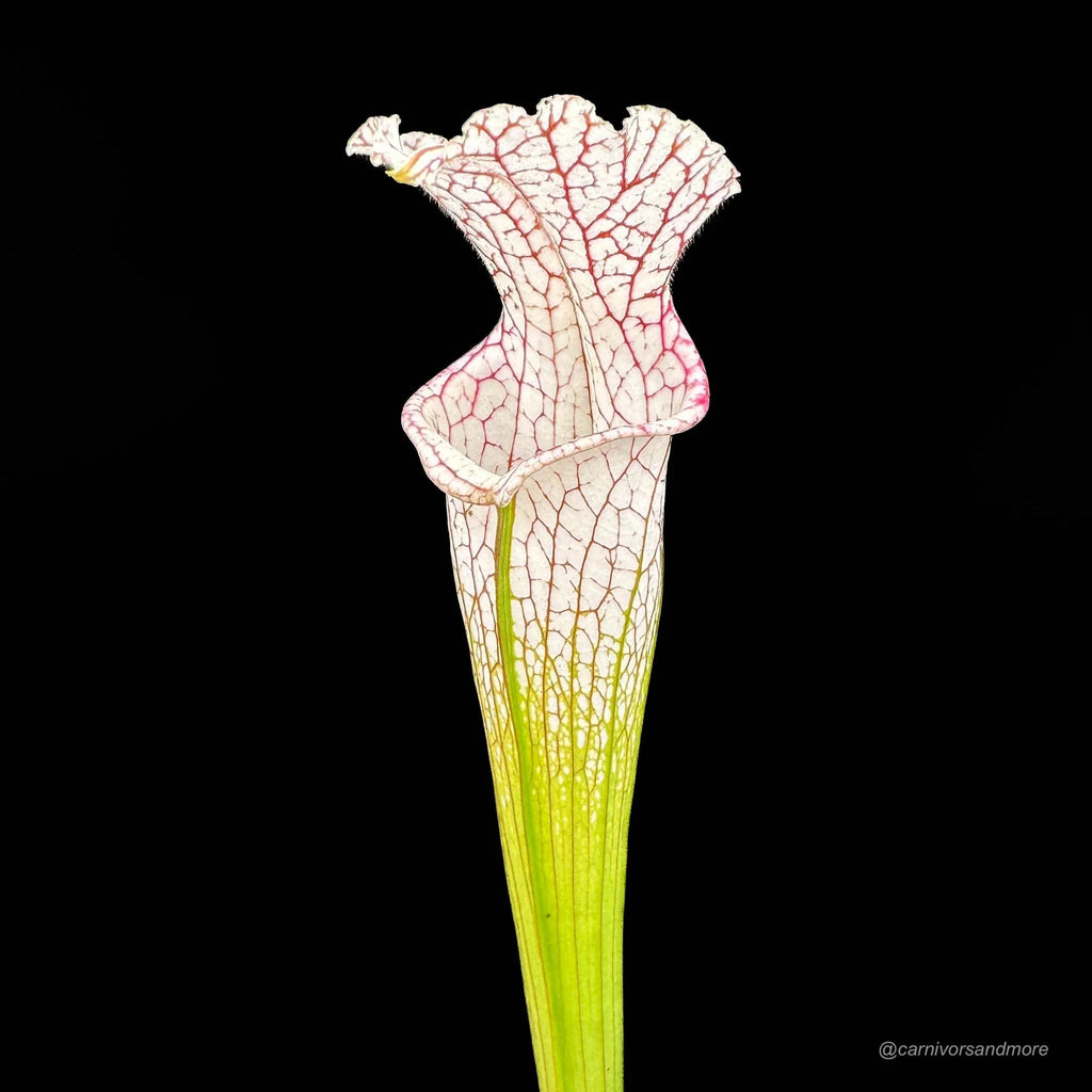 Sarracenia leucophylla „Red and White, introgressed with alata ?“, Citronelle, Al, MK L 39a 大森食虫植物農園
