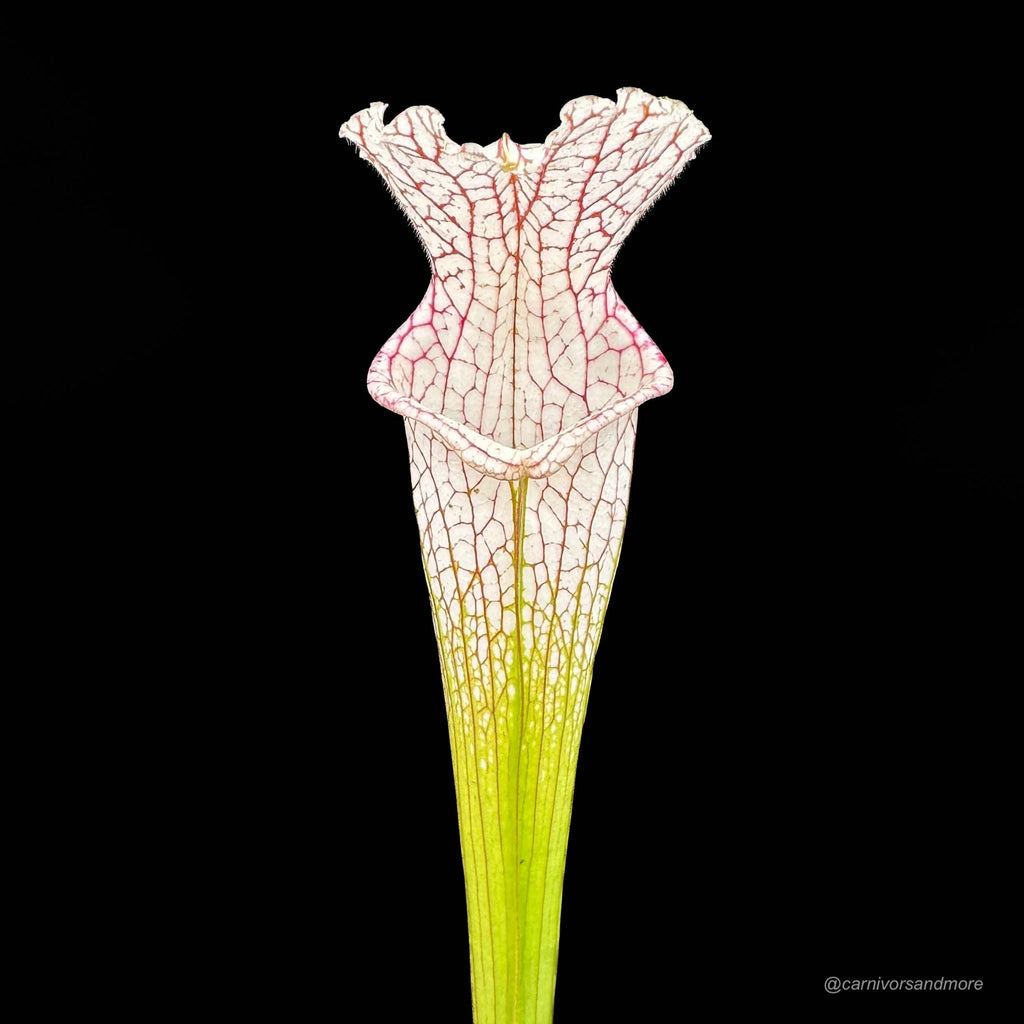 Sarracenia leucophylla „Red and White, introgressed with alata ?“, Citronelle, Al, MK L 39a 大森食虫植物農園