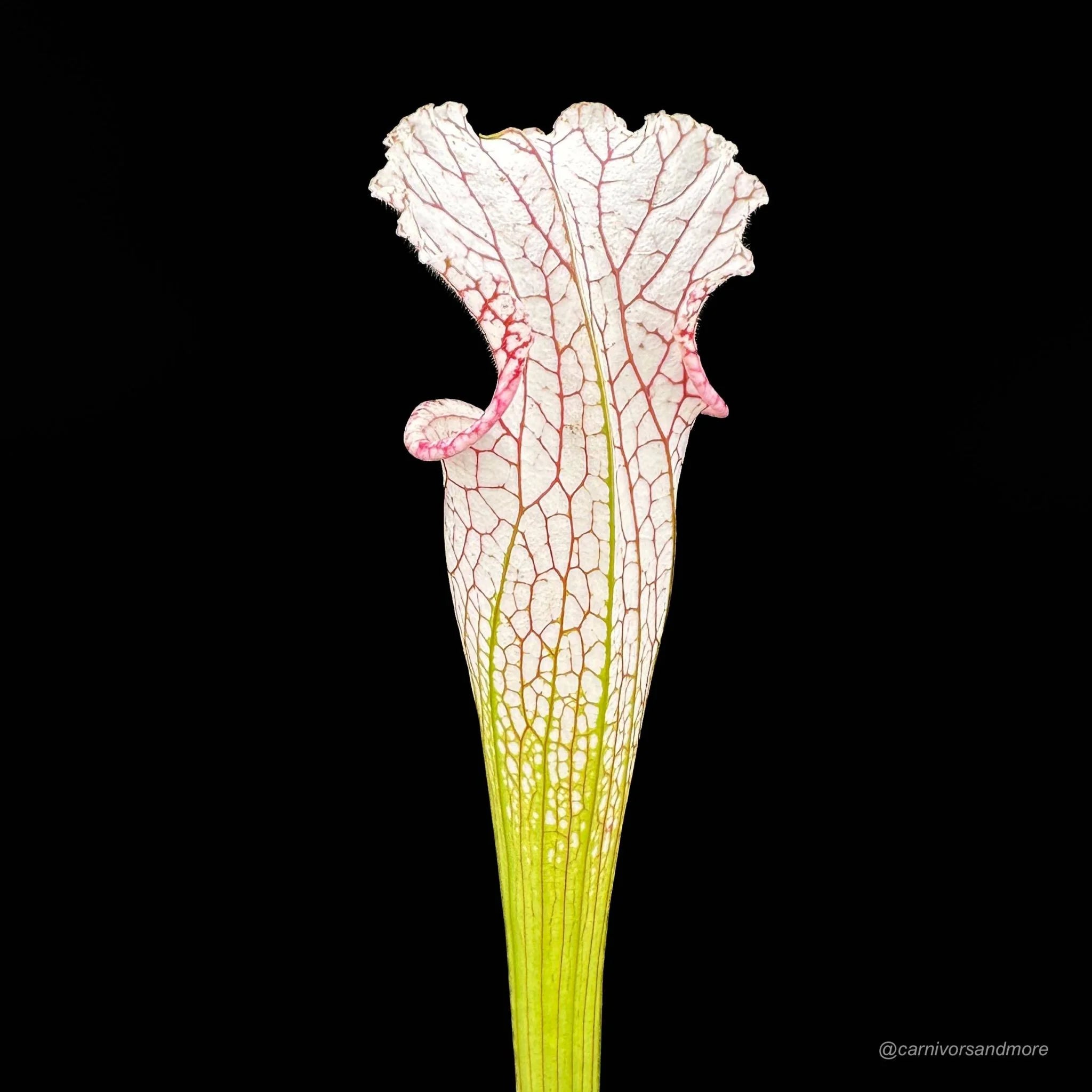 Sarracenia leucophylla „Red and White, introgressed with alata ?“, Citronelle, Al, MK L 39a 大森食虫植物農園