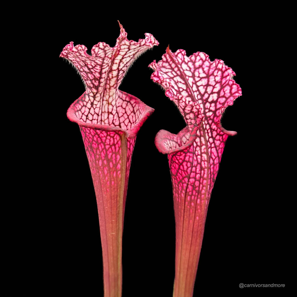 Sarracenia leucophylla „Redneck“, ex Dr. K�nig, Germany 大森食虫植物農園