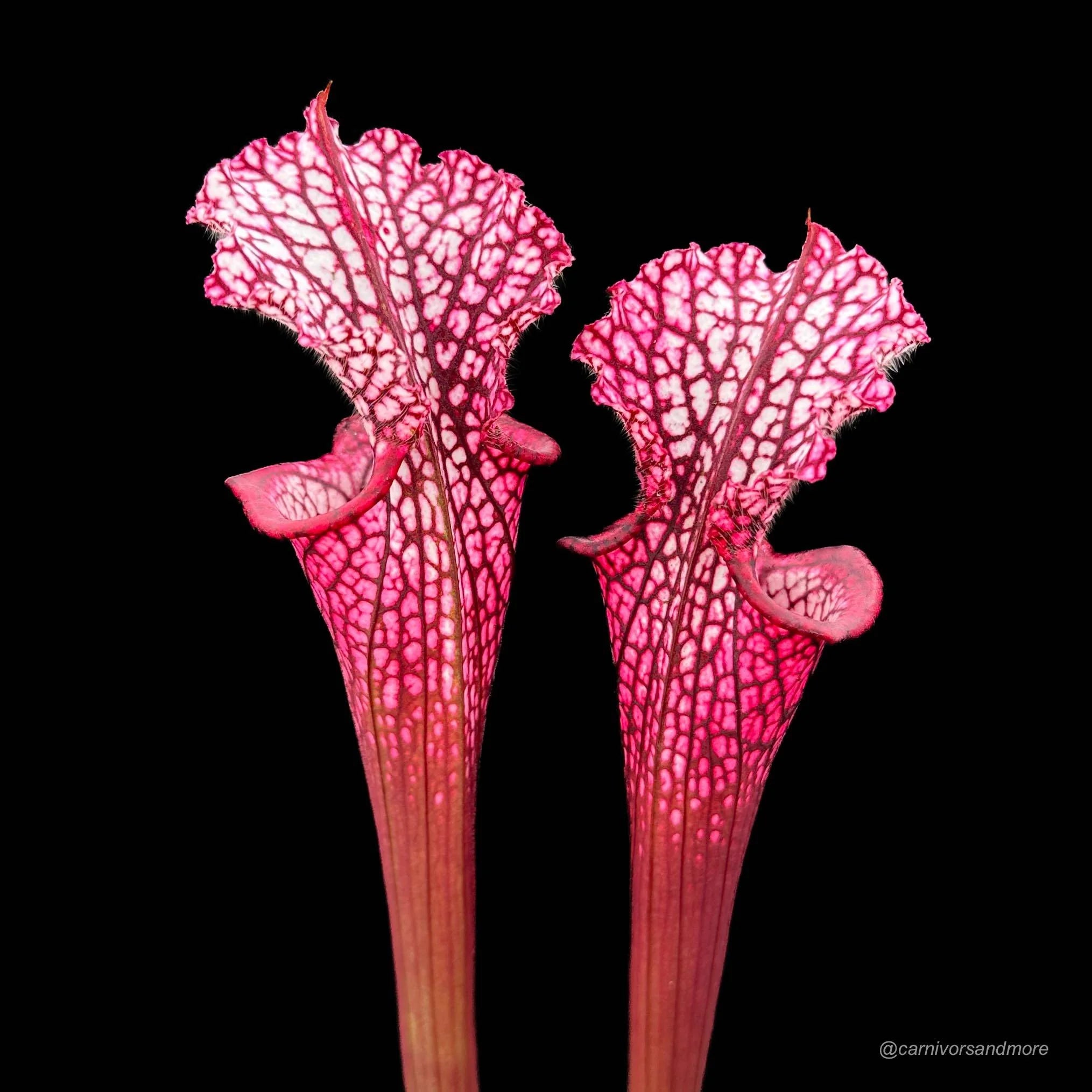 Sarracenia leucophylla „Redneck“, ex Dr. K�nig, Germany 大森食虫植物農園