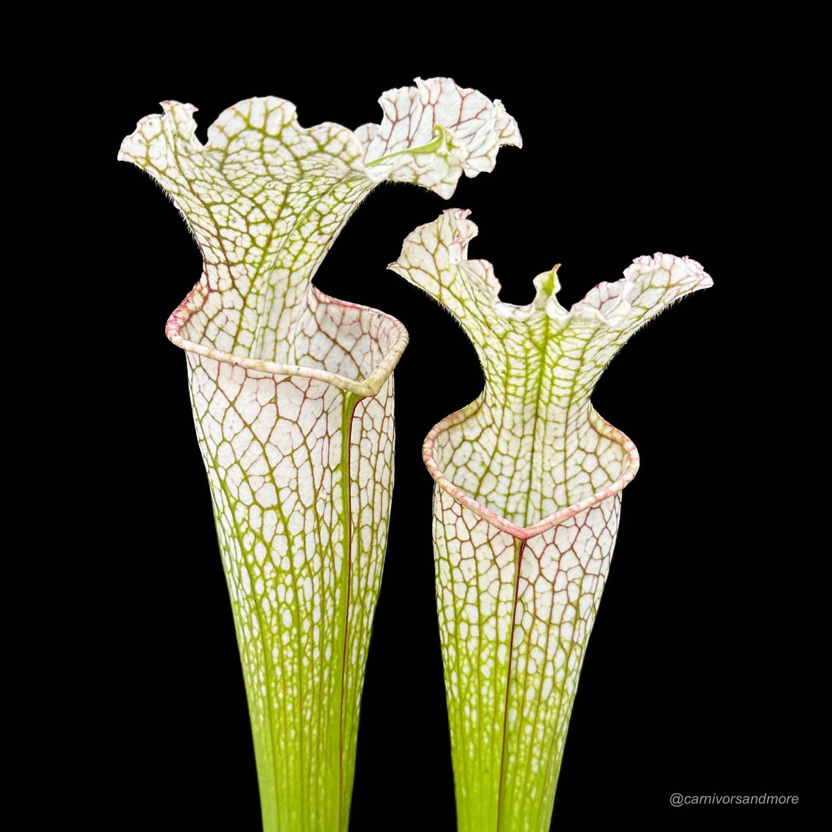 Sarracenia leucophylla, Santa Rosa Co., MS L 22a 大森食虫植物農園