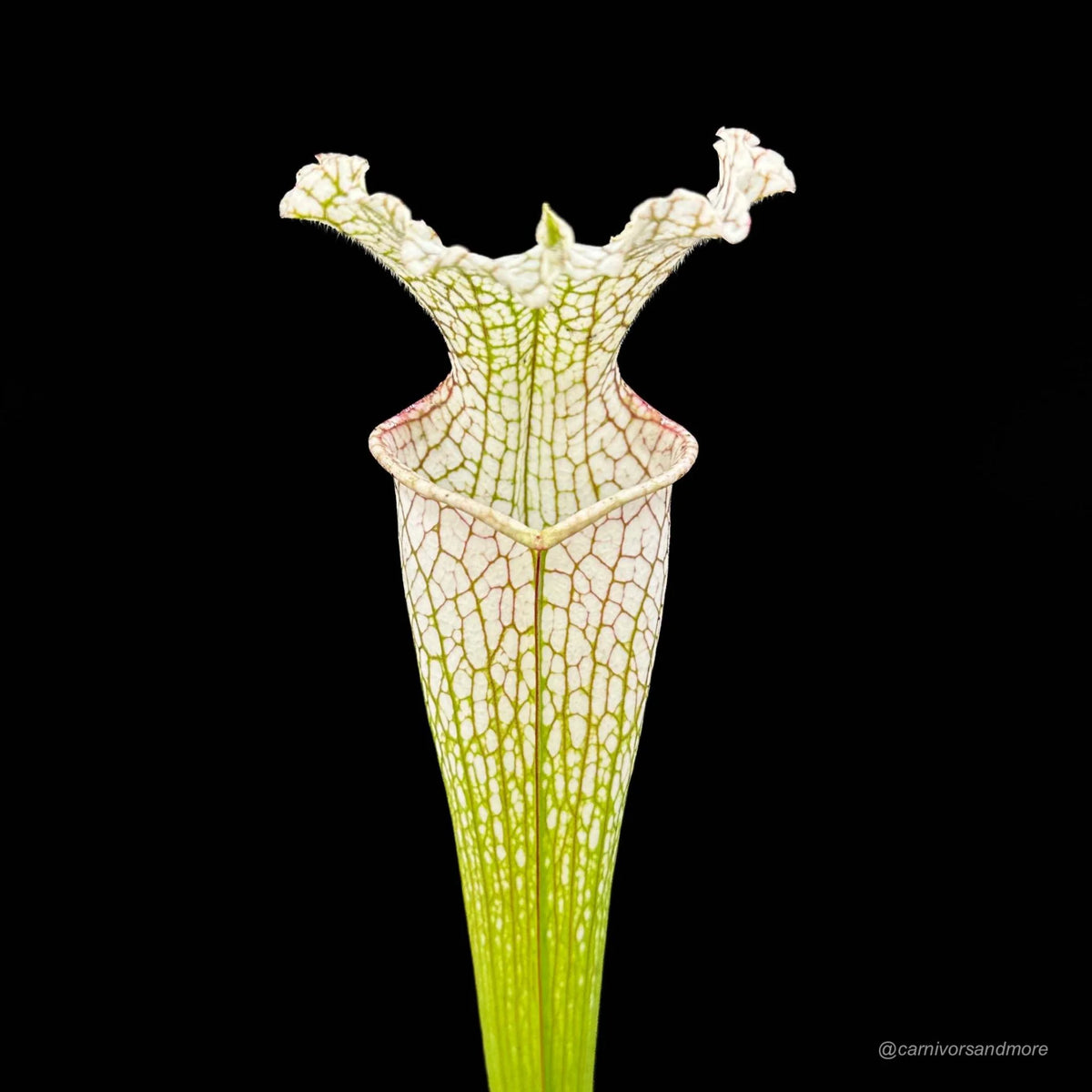 Sarracenia leucophylla, Santa Rosa Co., MS L 22a 大森食虫植物農園