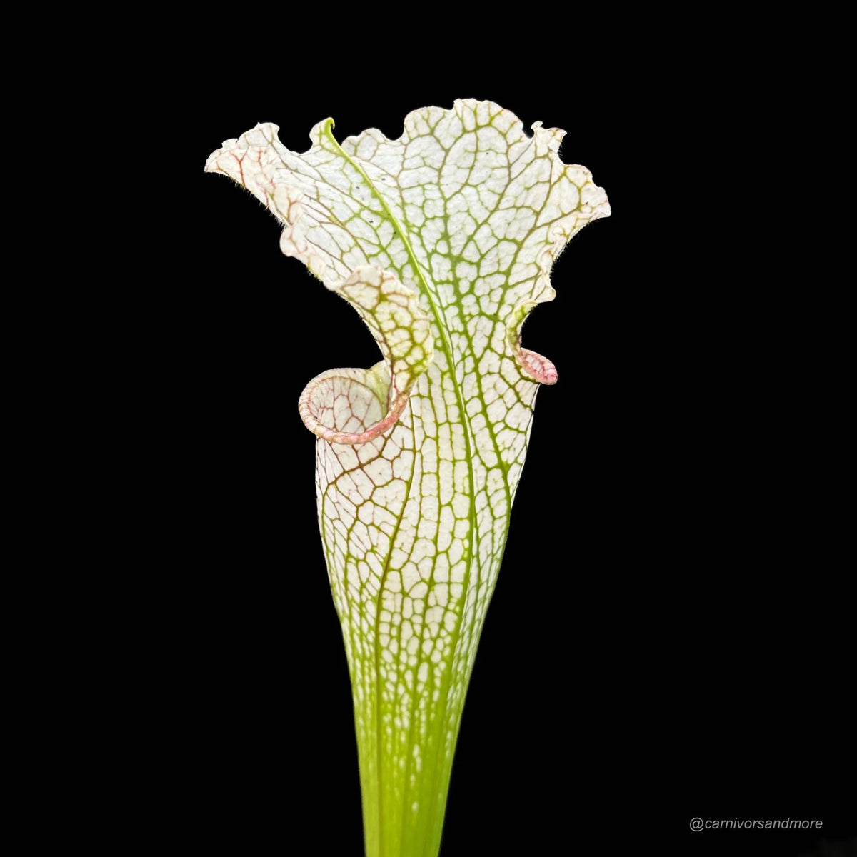 Sarracenia leucophylla, Santa Rosa Co., MS L 22a 大森食虫植物農園