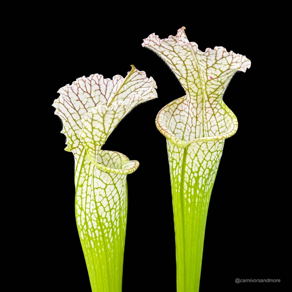 Sarracenia leucophylla „Short stocky pitchers“ L 7 大森食虫植物農園