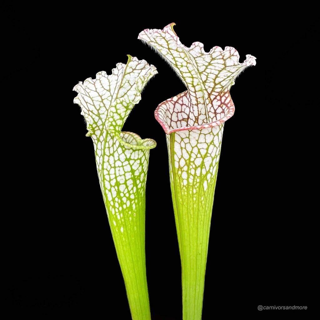 Sarracenia leucophylla „Short stocky pitchers“ L 7 大森食虫植物農園