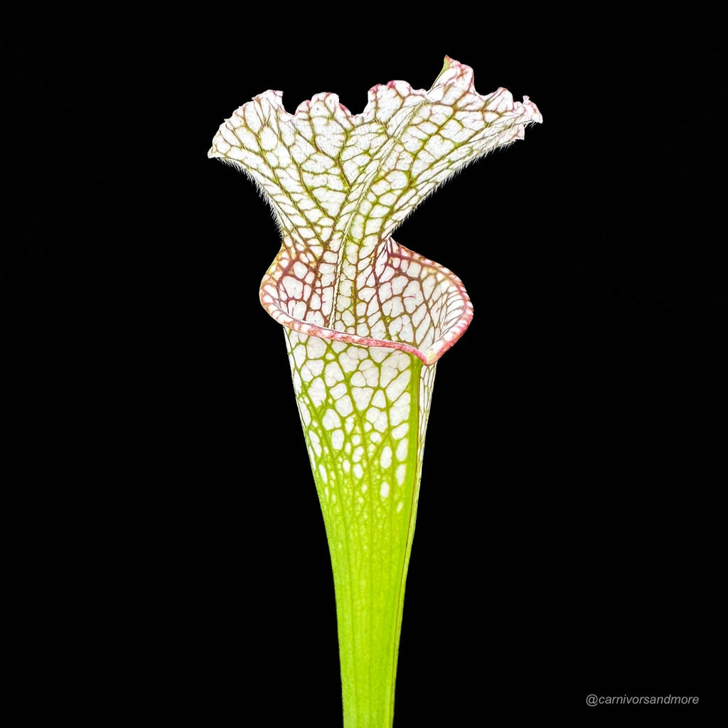 Sarracenia leucophylla „Short stocky pitchers“ L 7 大森食虫植物農園