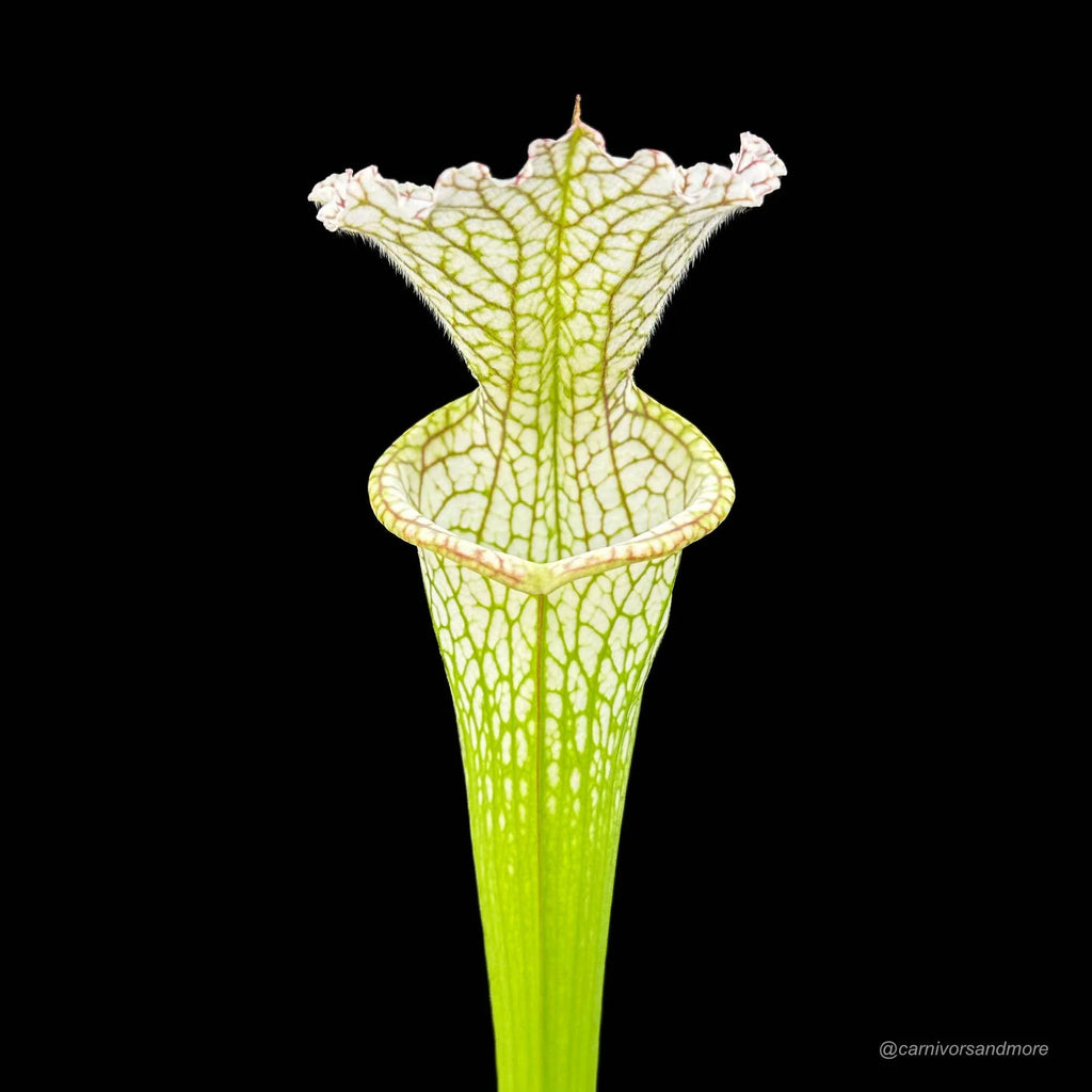 Sarracenia leucophylla „Short stocky pitchers“ L 7 大森食虫植物農園