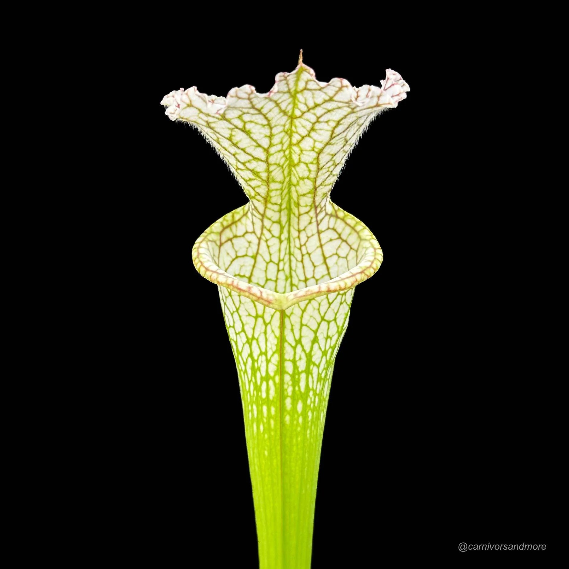 Sarracenia leucophylla „Short stocky pitchers“ L 7 大森食虫植物農園