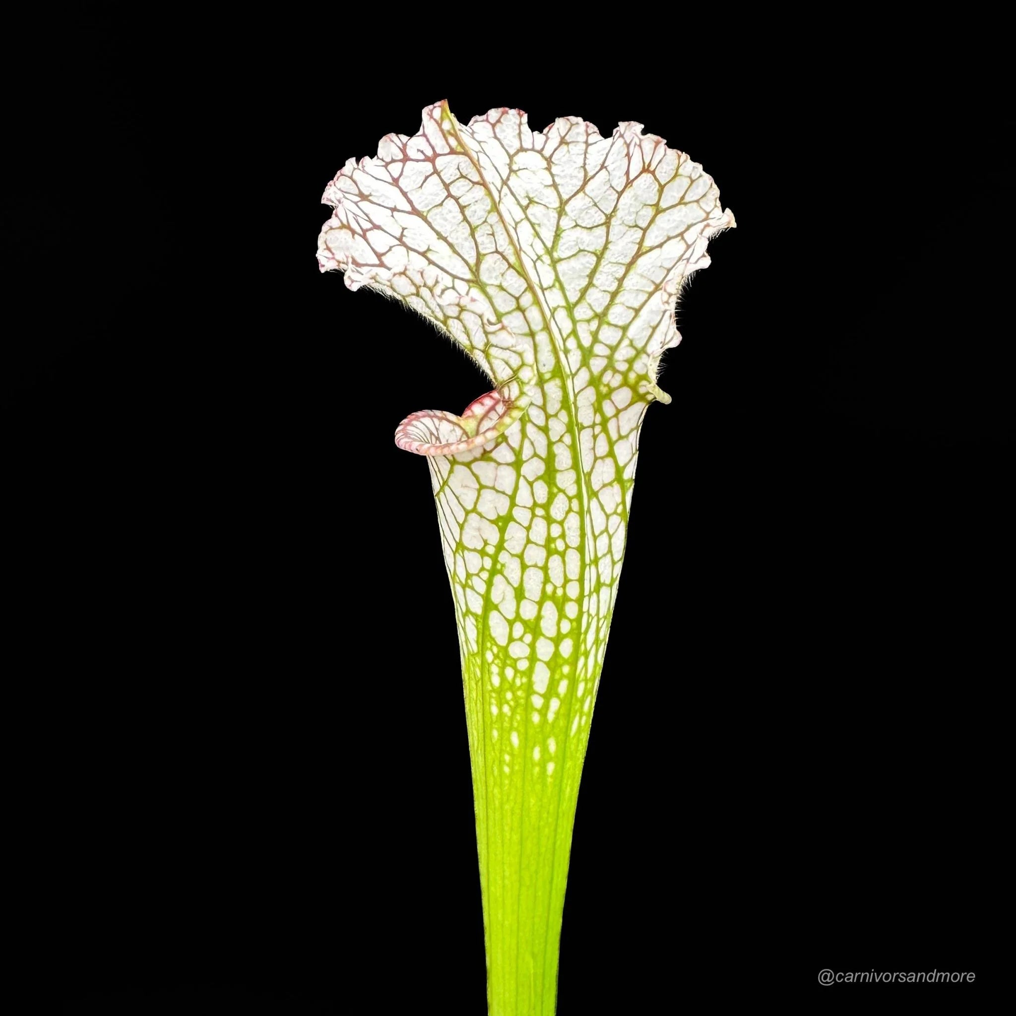 Sarracenia leucophylla „Short stocky pitchers“ L 7 大森食虫植物農園