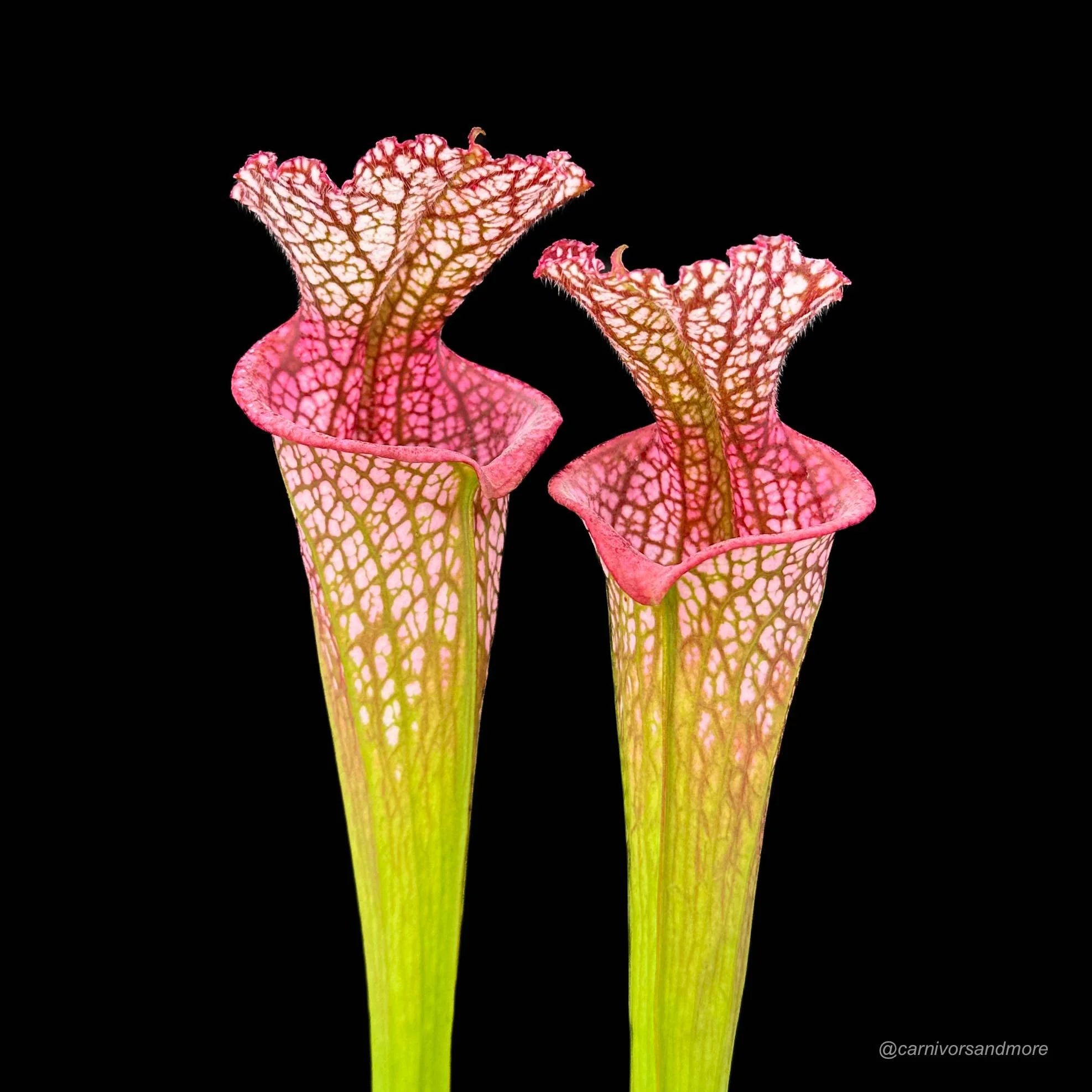 Sarracenia leucophylla, Splinter Hills Bog, Clone 8/3 SL 大森食虫植物農園