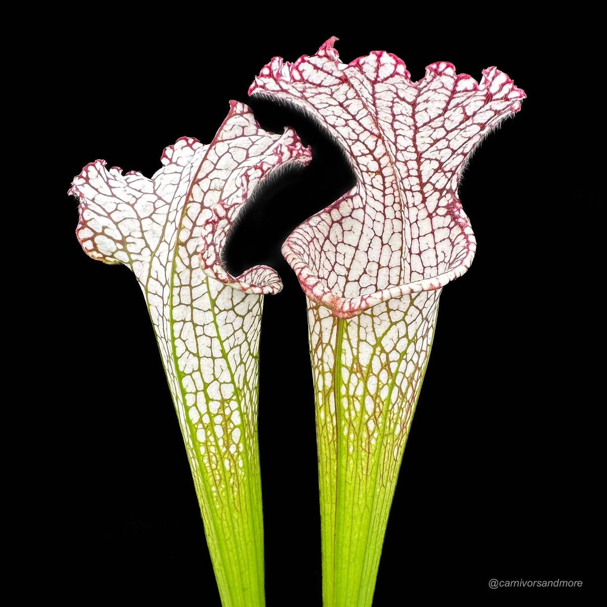 Sarracenia leucophylla, Splinter Hills Bog 大森食虫植物農園