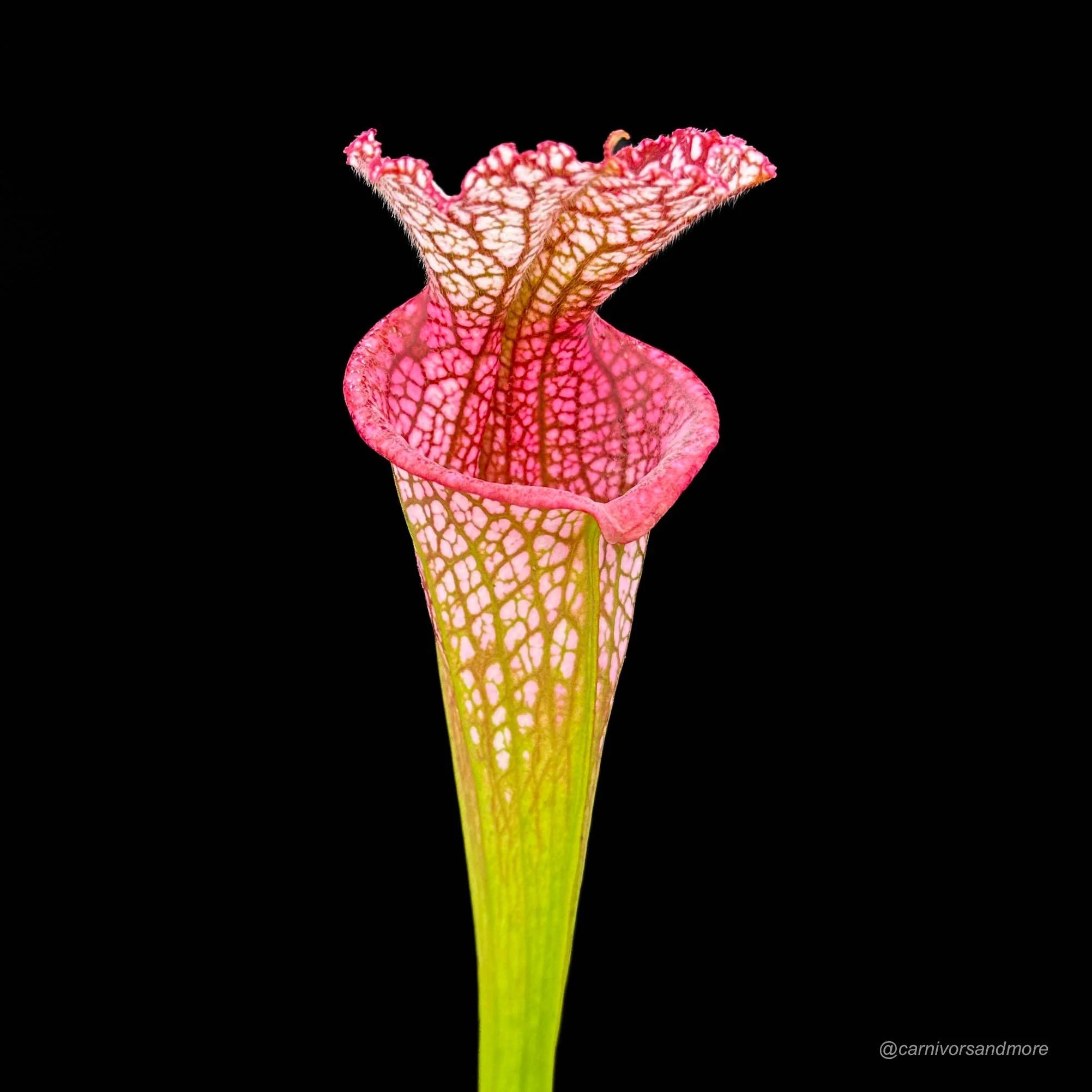 Sarracenia leucophylla, Splinter Hills Bog, Clone 8/3 SL 大森食虫植物農園