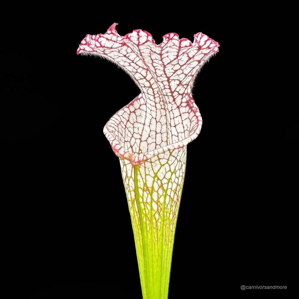 Sarracenia leucophylla, Splinter Hills Bog 大森食虫植物農園