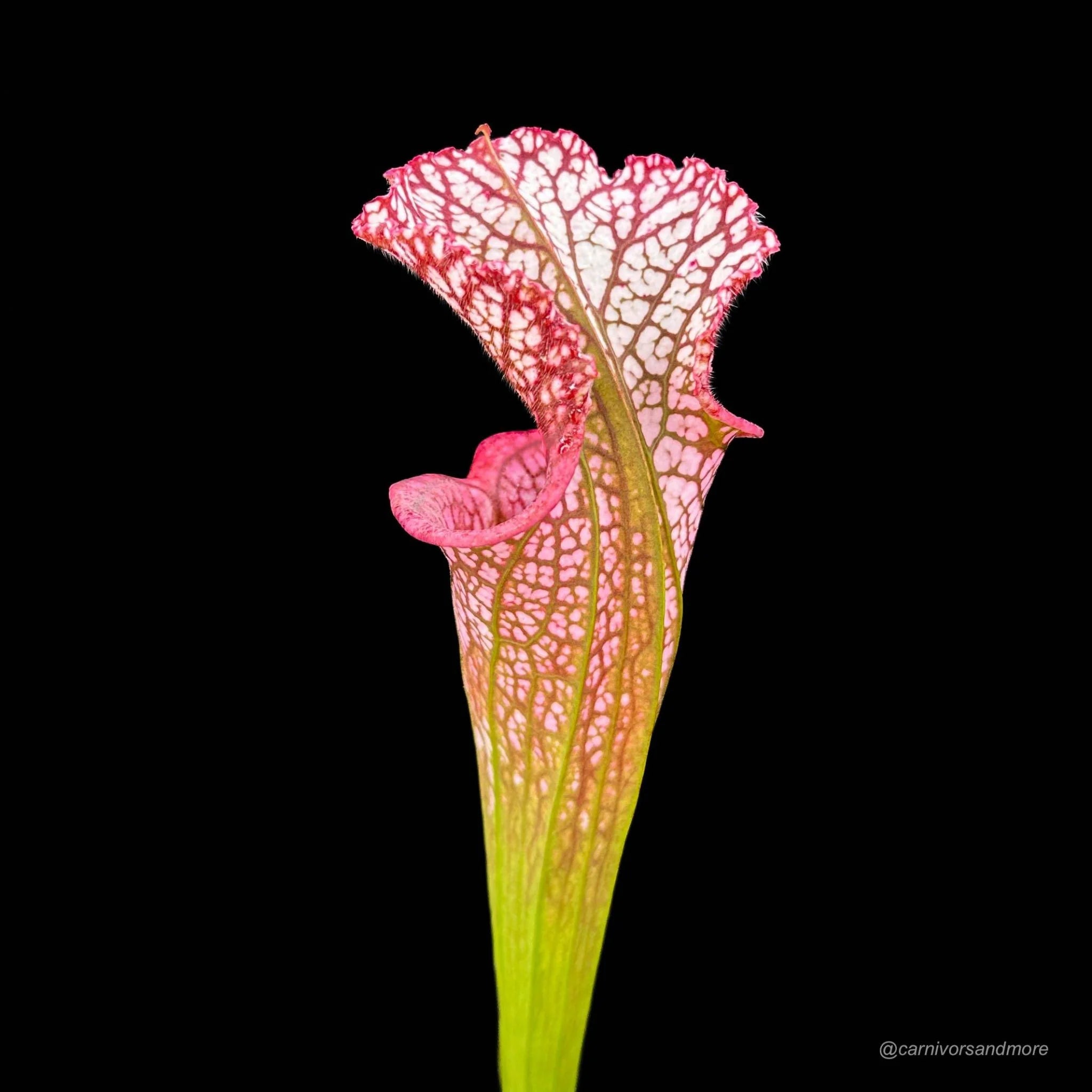 Sarracenia leucophylla, Splinter Hills Bog, Clone 8/3 SL 大森食虫植物農園