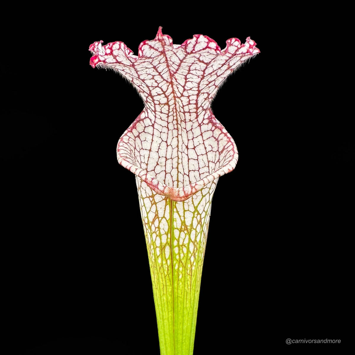 Sarracenia leucophylla, Splinter Hills Bog 大森食虫植物農園