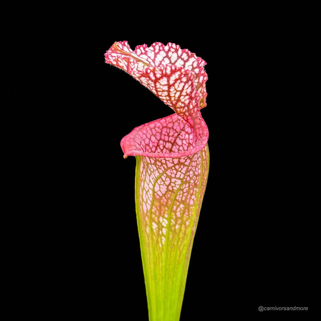 Sarracenia leucophylla, Splinter Hills Bog, Clone 8/3 SL 大森食虫植物農園
