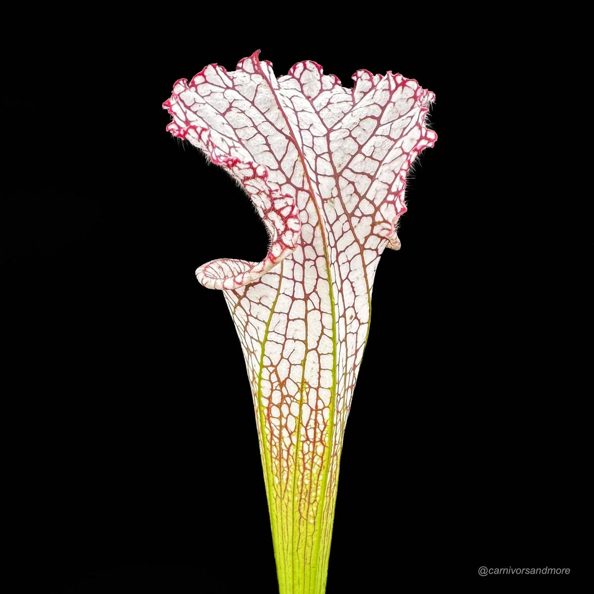 Sarracenia leucophylla, Splinter Hills Bog 大森食虫植物農園