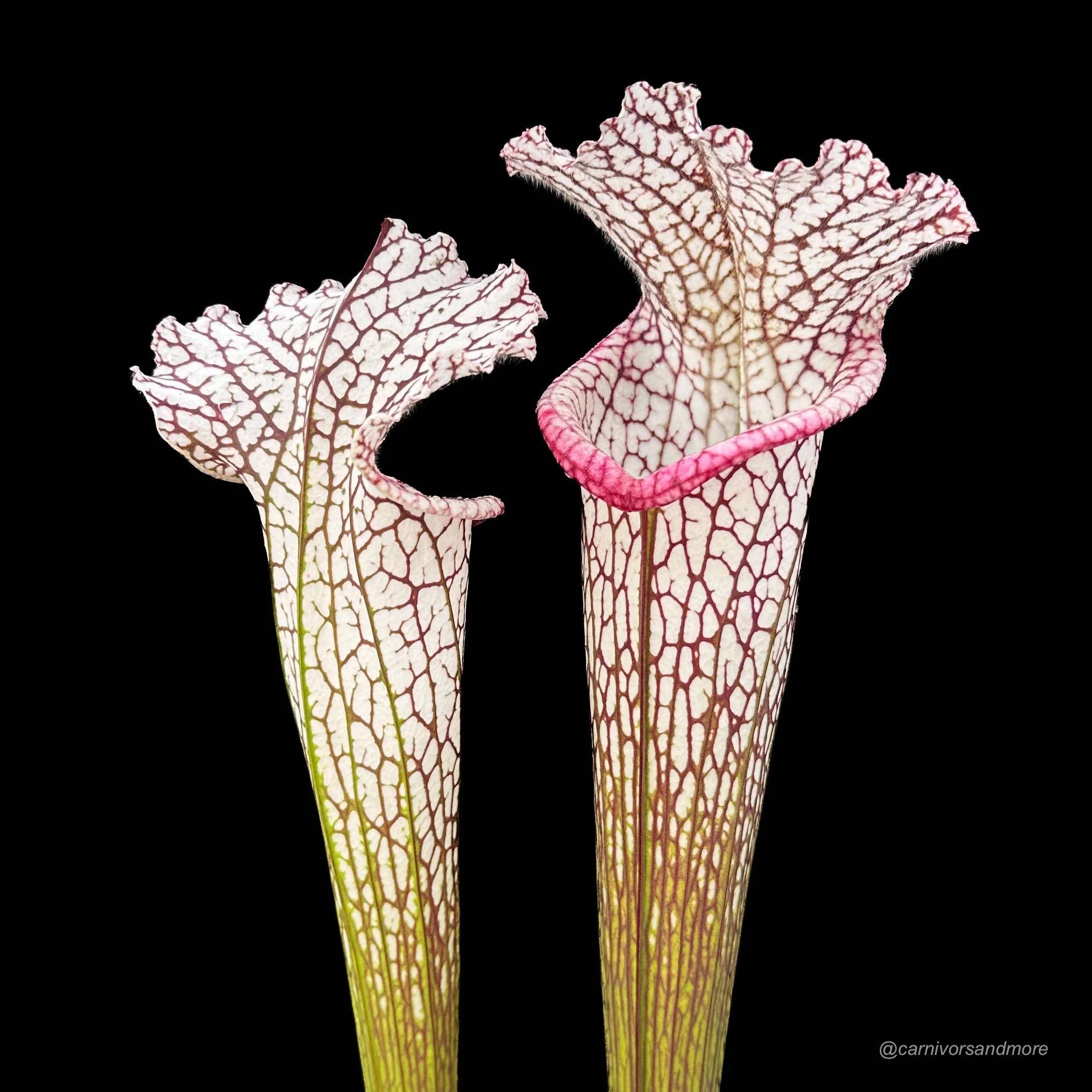 Sarracenia leucophylla, Splinter, clone # 7/1 大森食虫植物農園